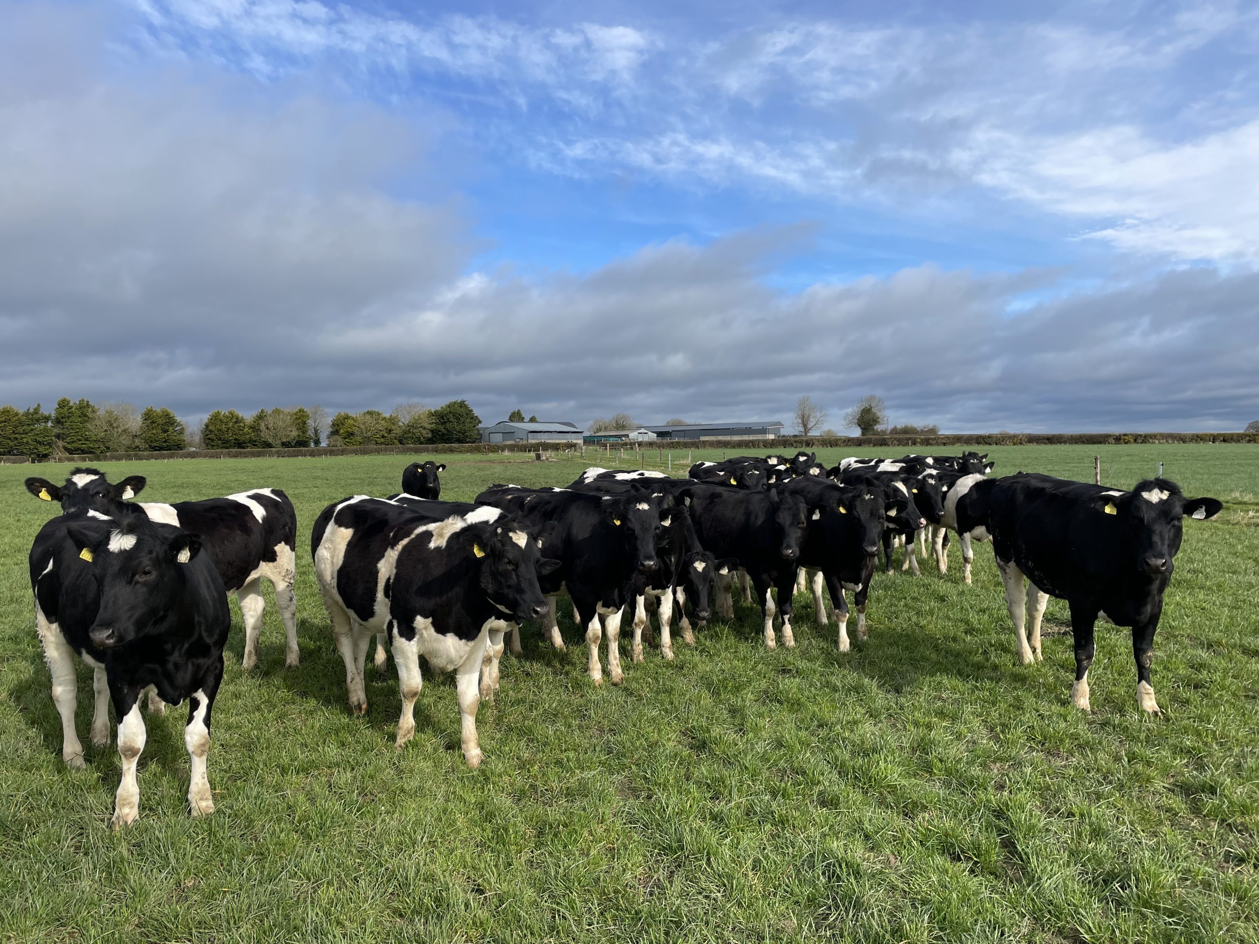 Replacement dairy heifers for the herd