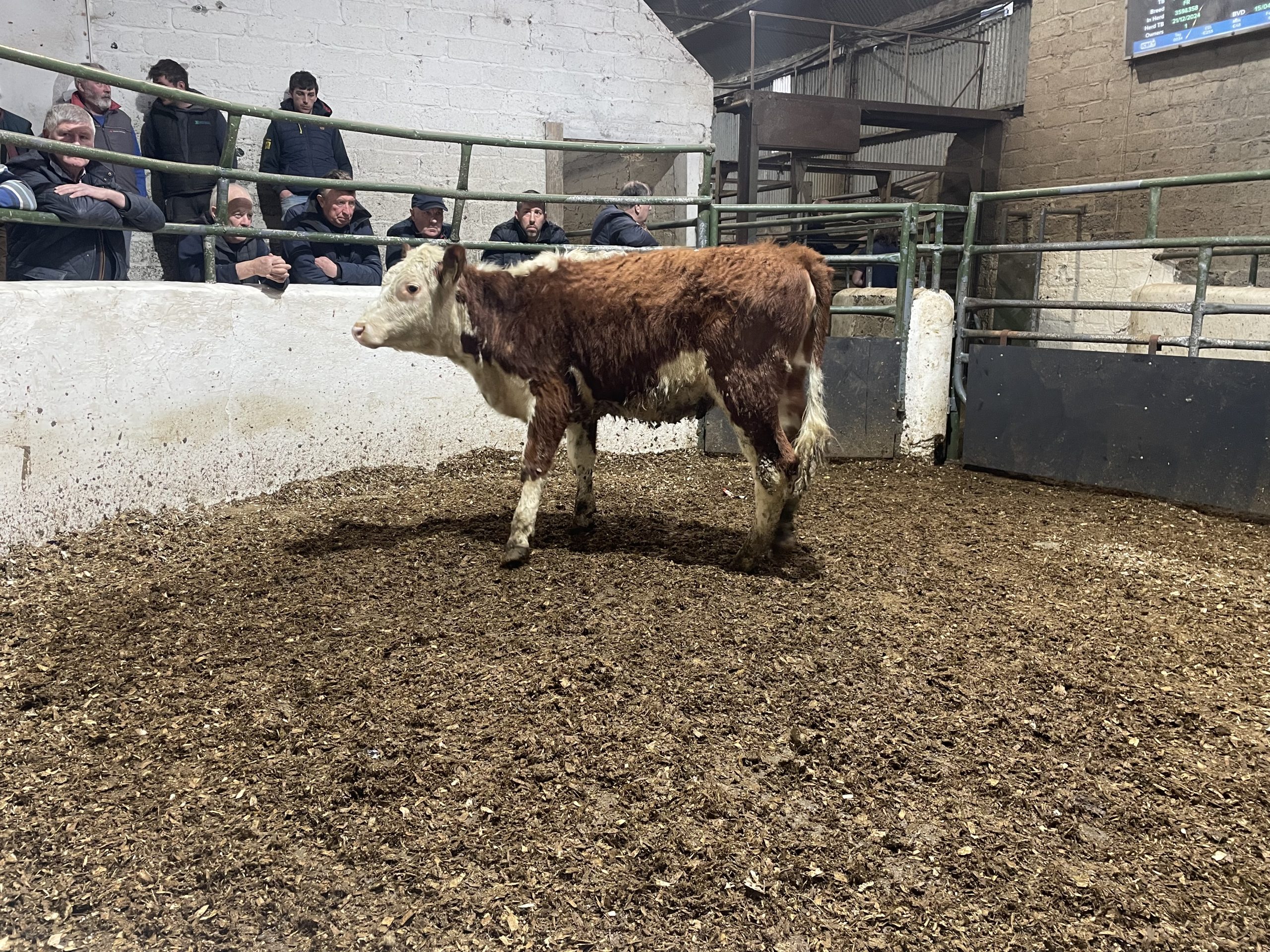 This 260kg Hereford heifer sold for €950