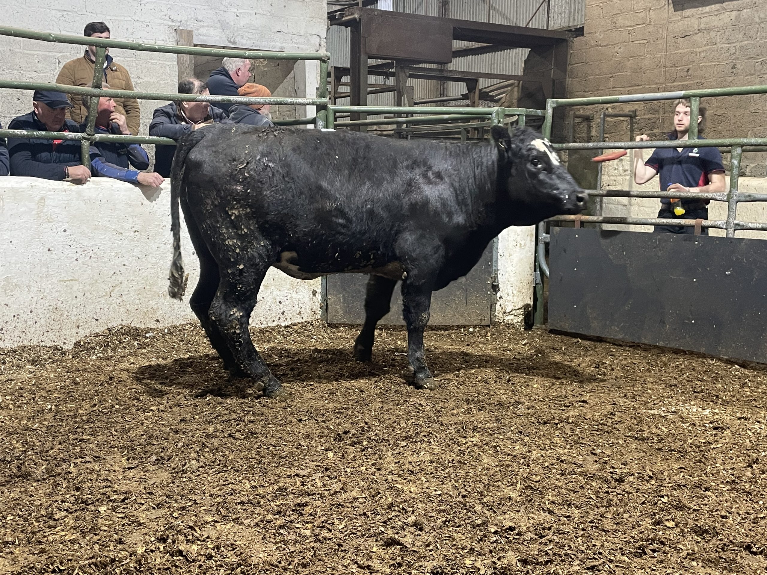 This 475kg Angus heifer sold for €1,940