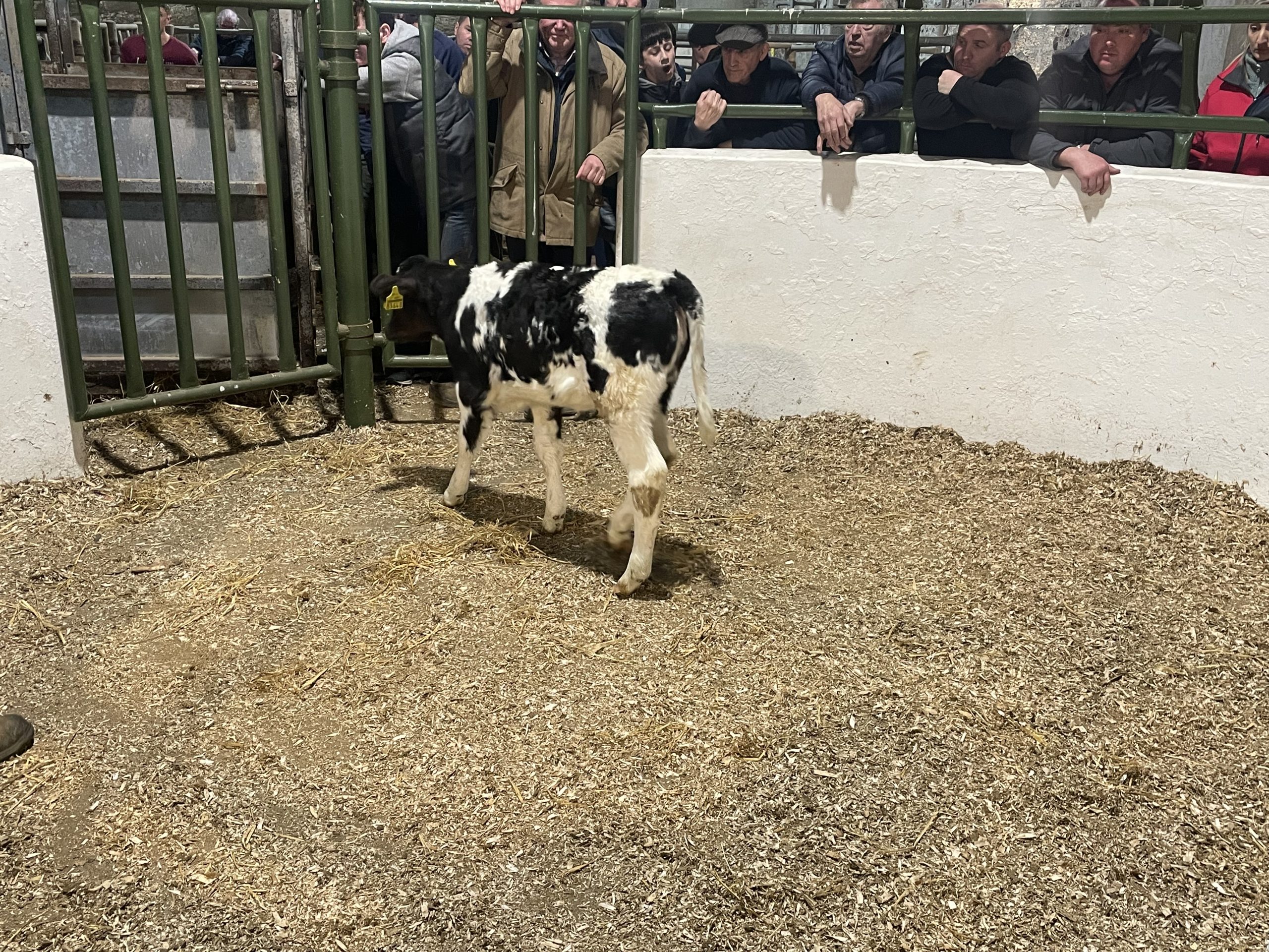 This Belgian Blue heifer calf sold for €400