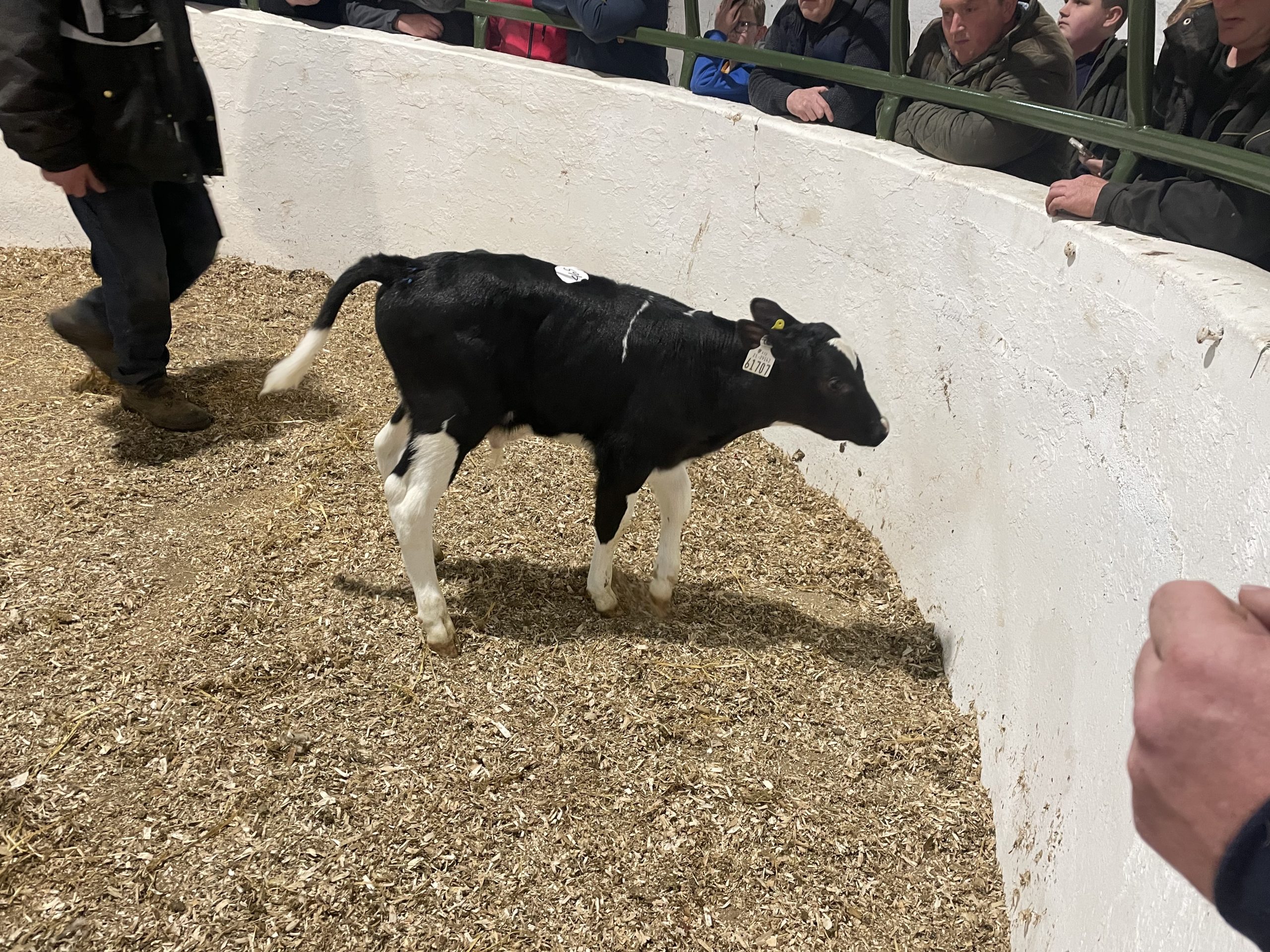 This Friesian bull calf sold for €220