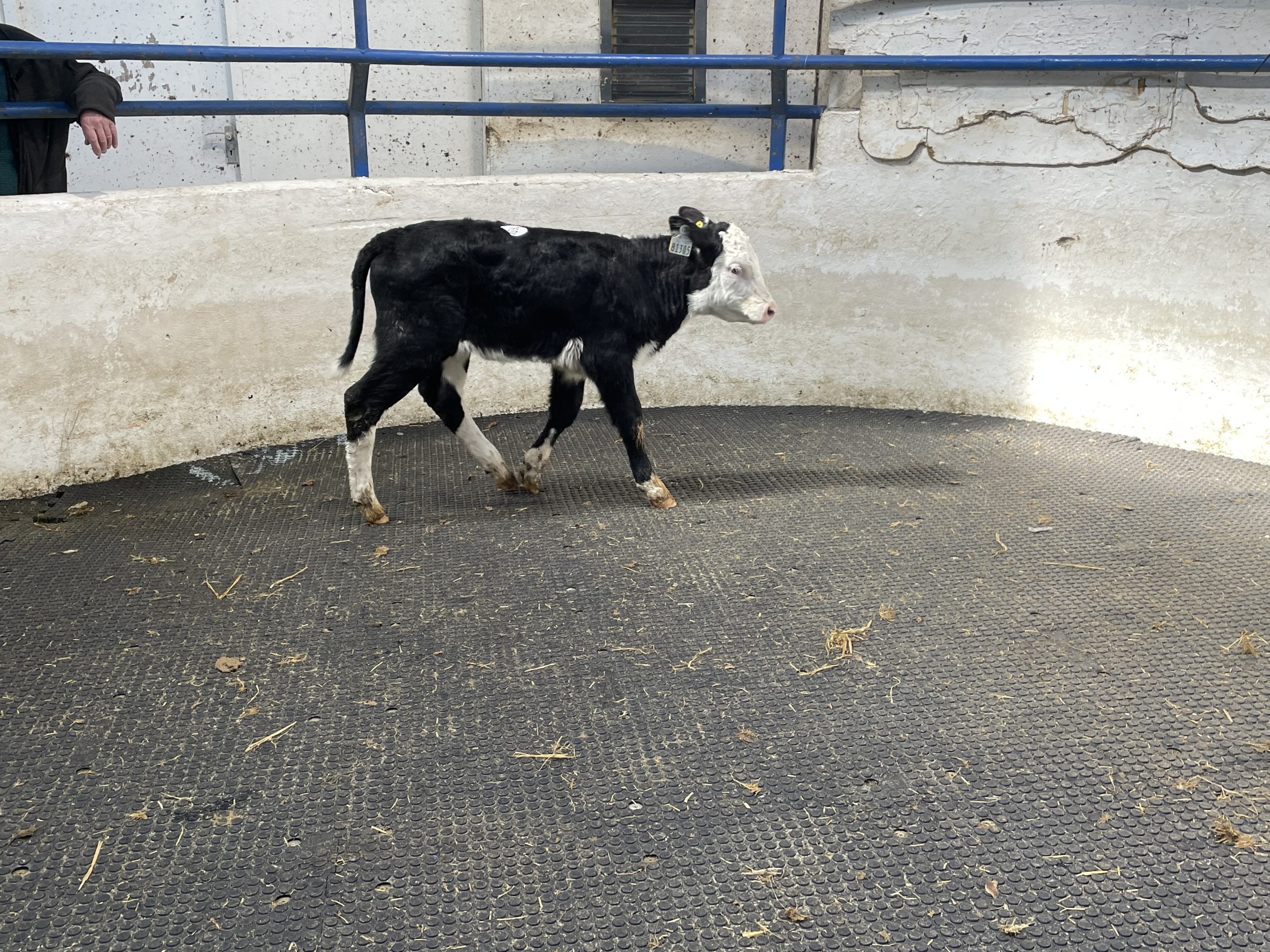 This 66kg Hereford bull calf sold for €385