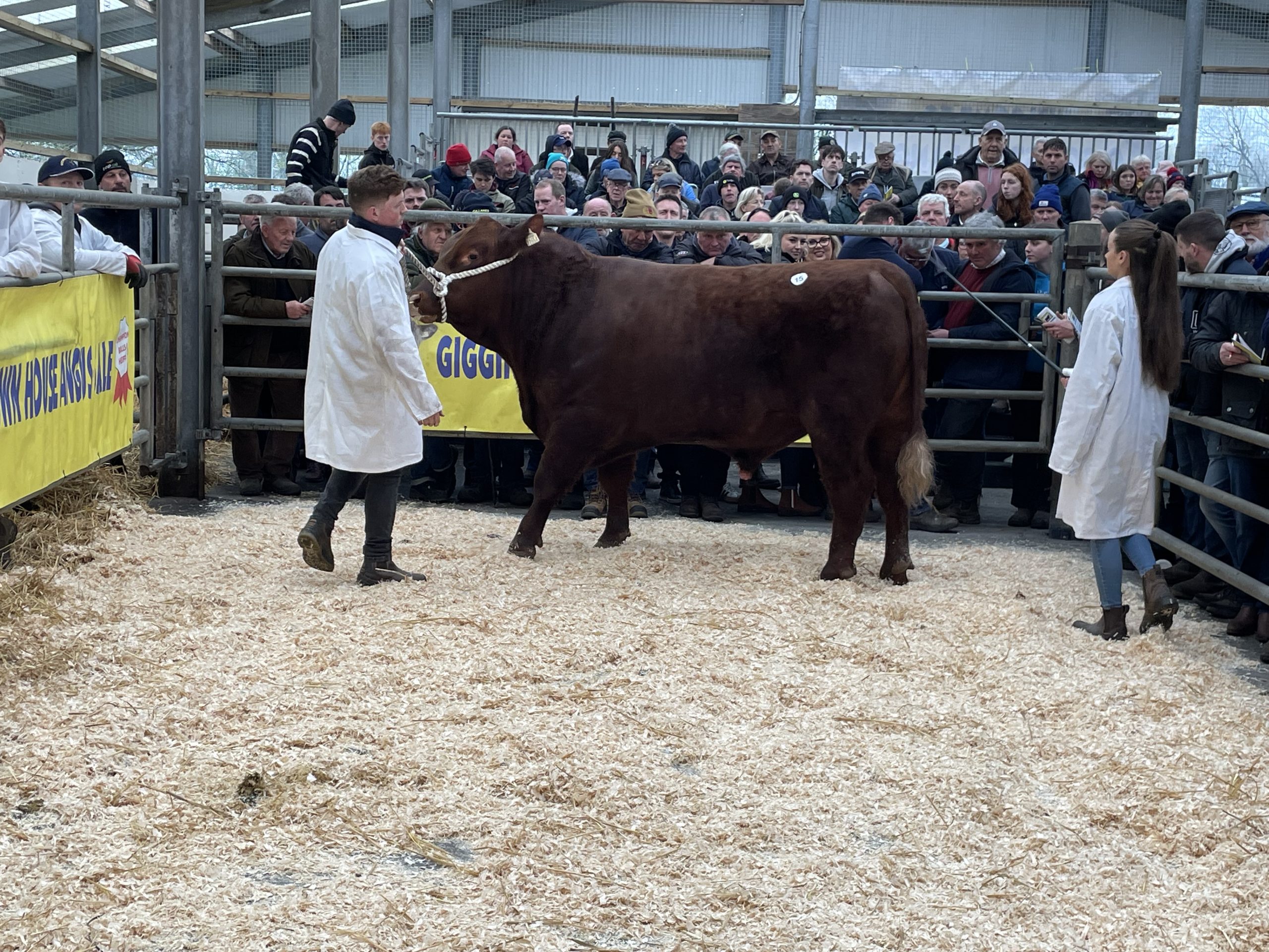 Gigginstown Red Apostle Z654 sold at €7,450