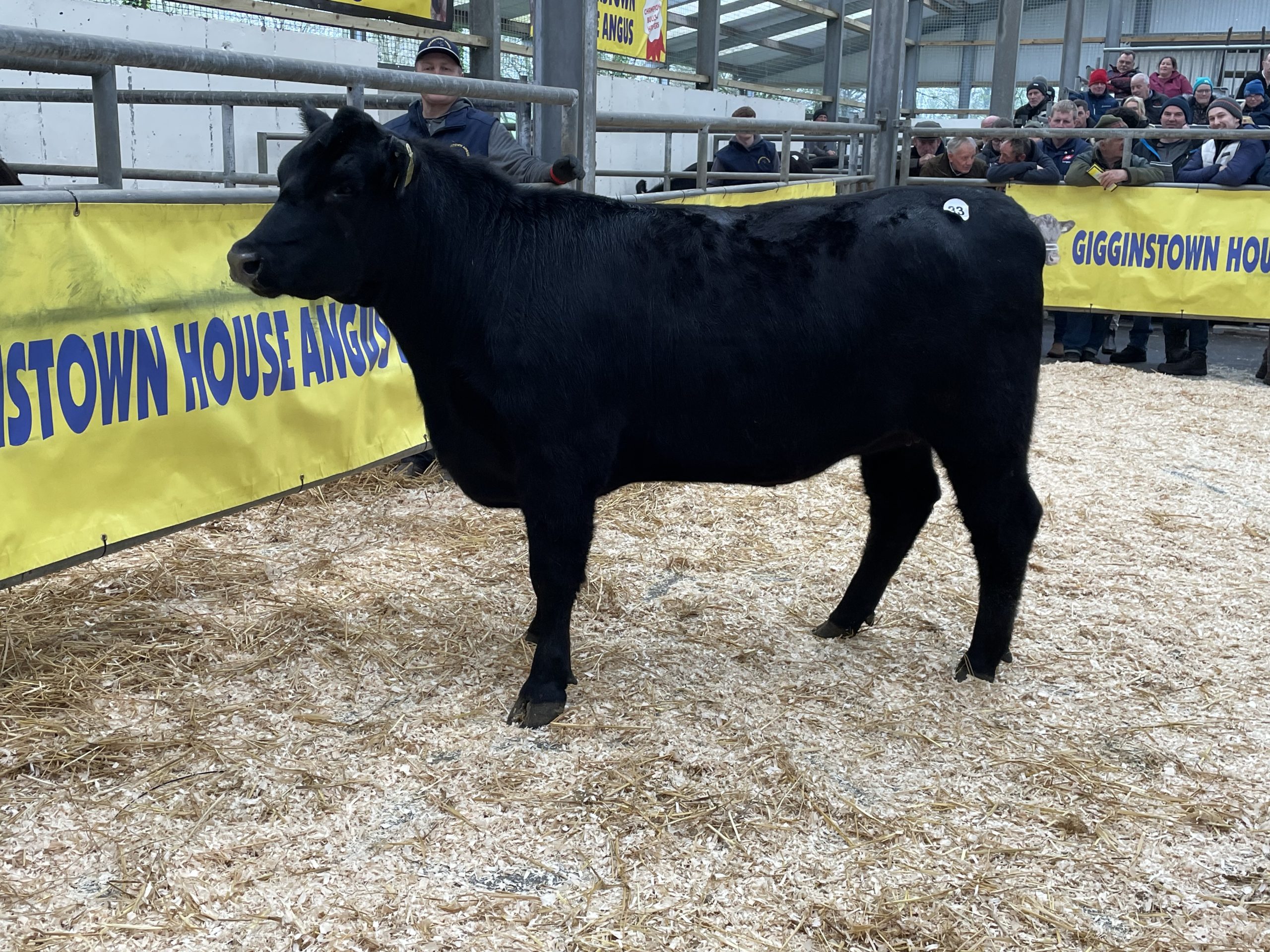 Gigginstown Kim Rocket sold for €6,800