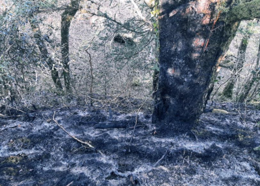 Source: Killarney National Park on Facebook