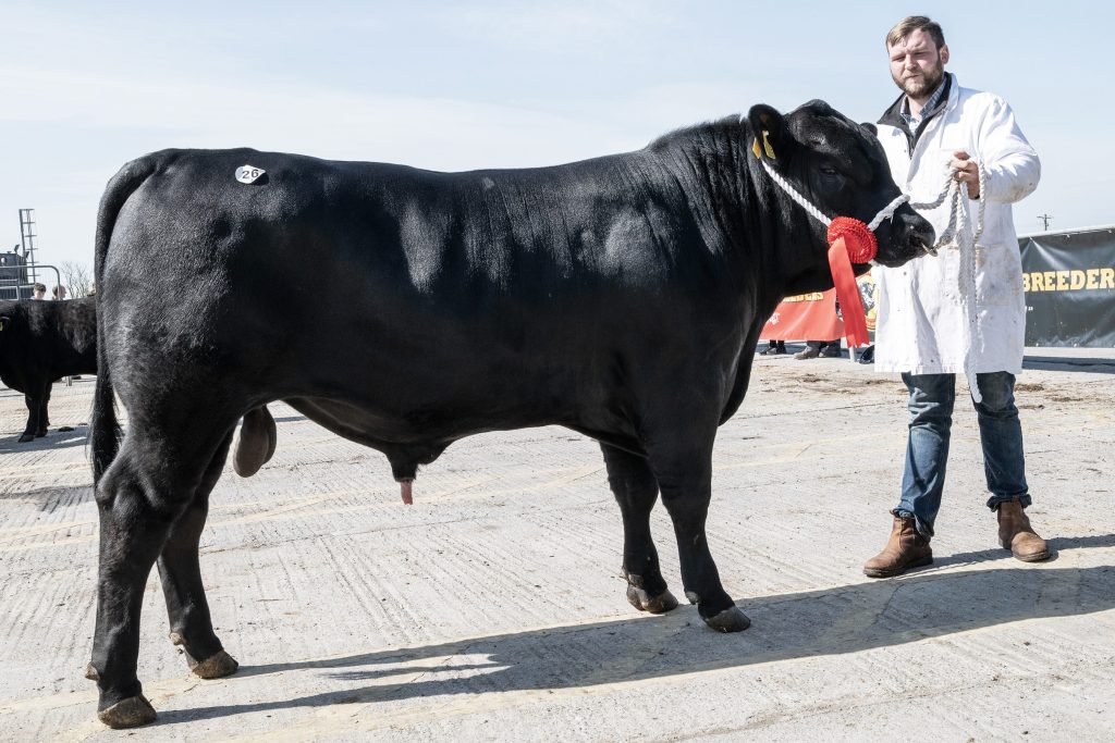 Second in class 'Luddenmore Lord Hackett' sold for €5,800. Pictured with Chris Vickery showing for owner Michael Sheehan, Cappawhite, Co. Tipperary. Source: O'Gorman Photography.