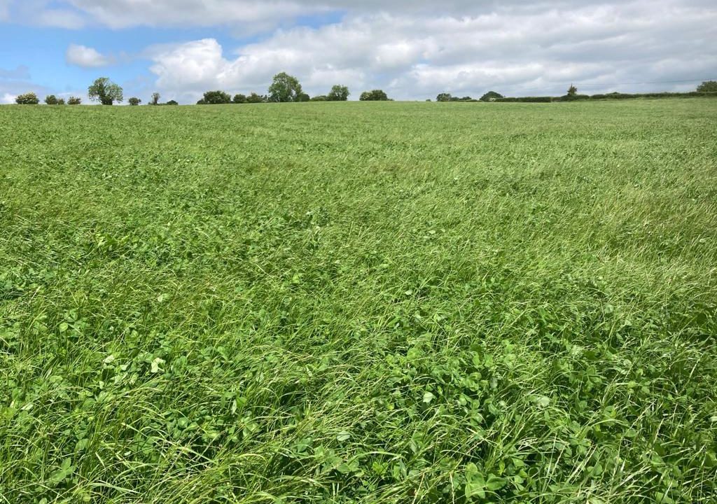A growing sward of red clover