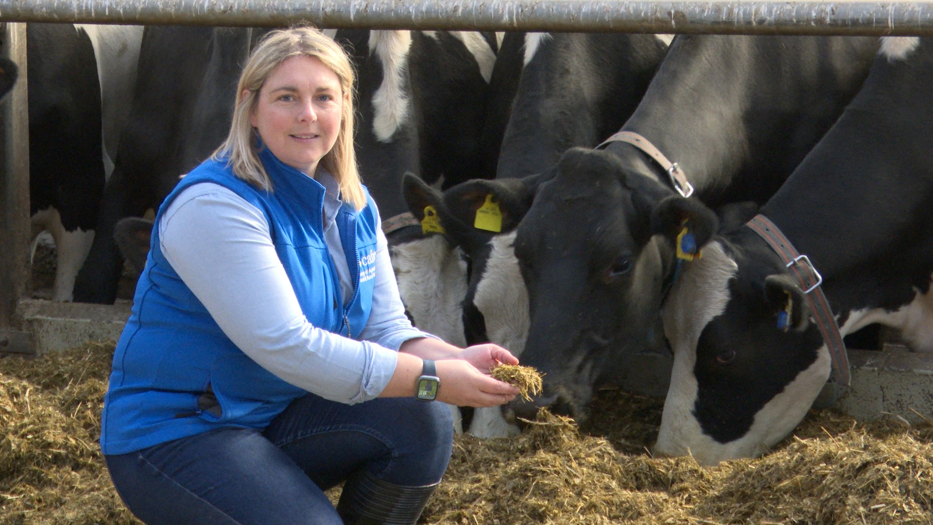 Judith McCord, senior technologist, CAFRE reports on the use of reduced and targeted crude protein diets for the dairy cattle at CAFRE.