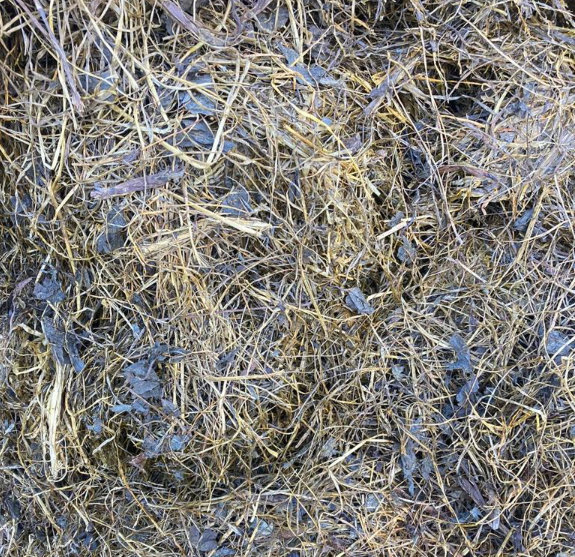 How red clover silage looks coming out of the bale
