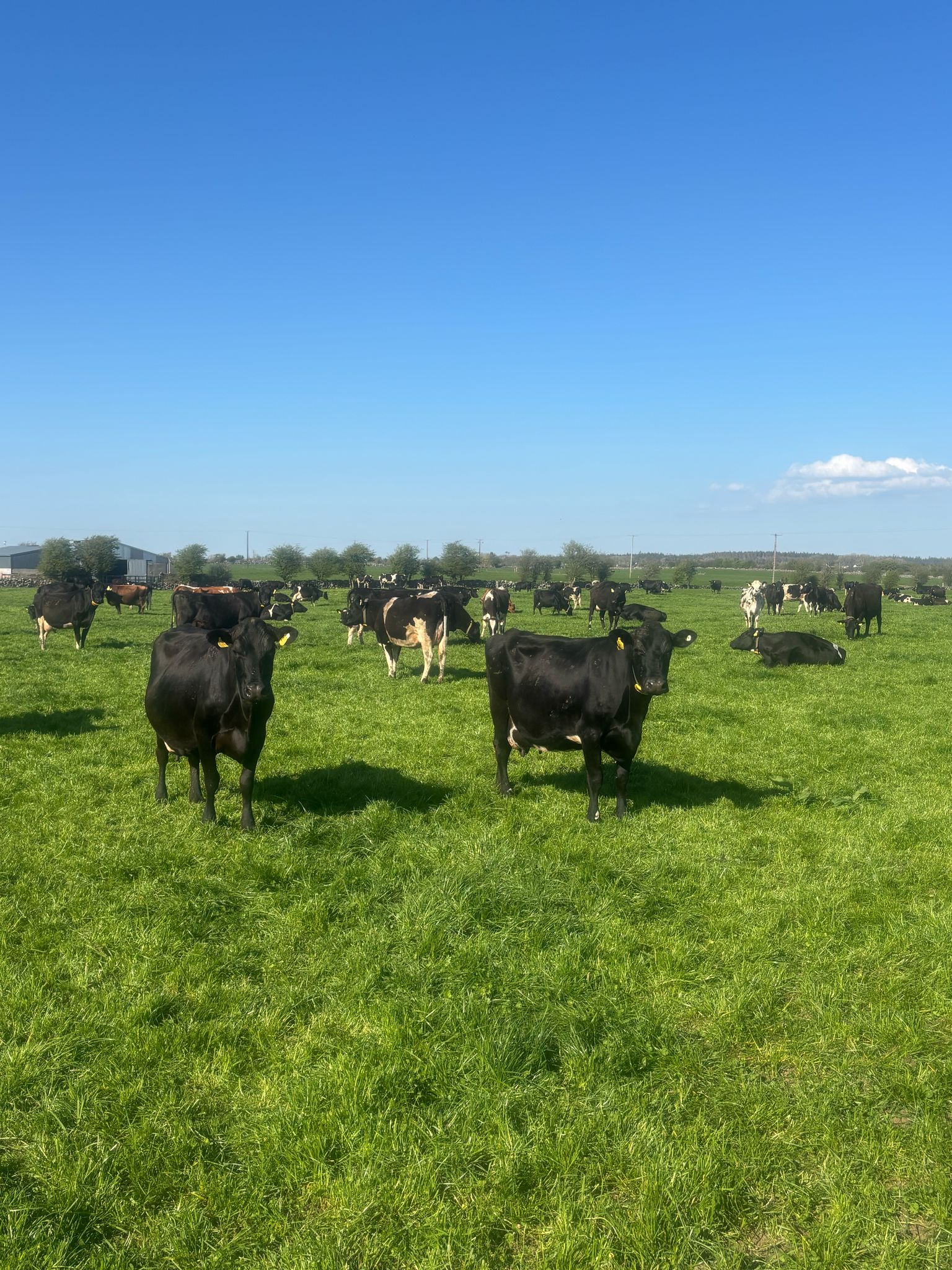 The Walsh's herd of cows out grazing