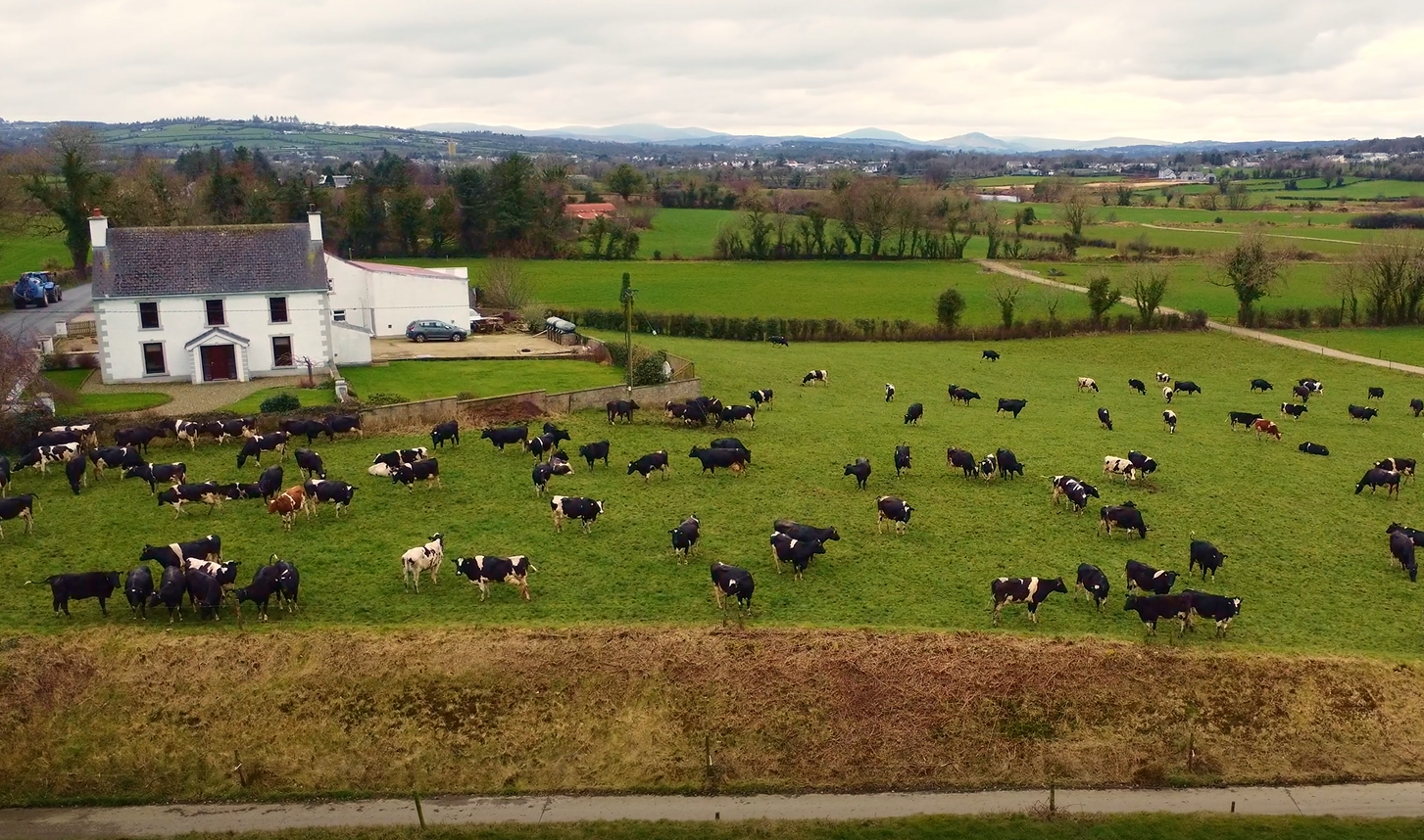 Patrick Kelly's herd of cows out grazing