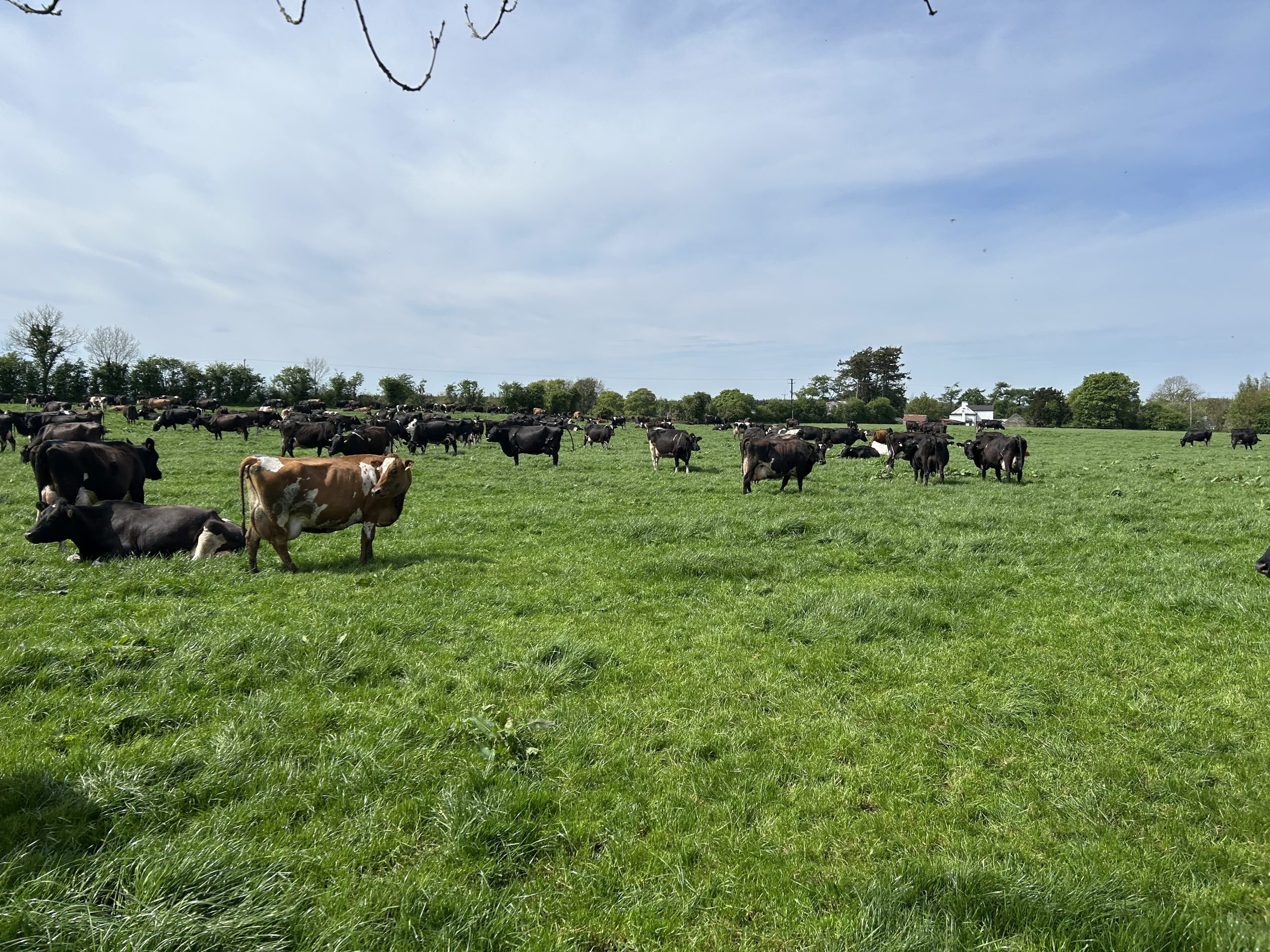 The herd is in great condition and really pumping milk solids