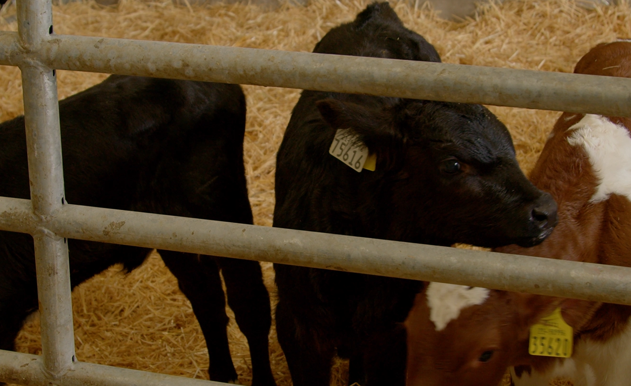 High CBV calves on the farm of Patrick Kelly