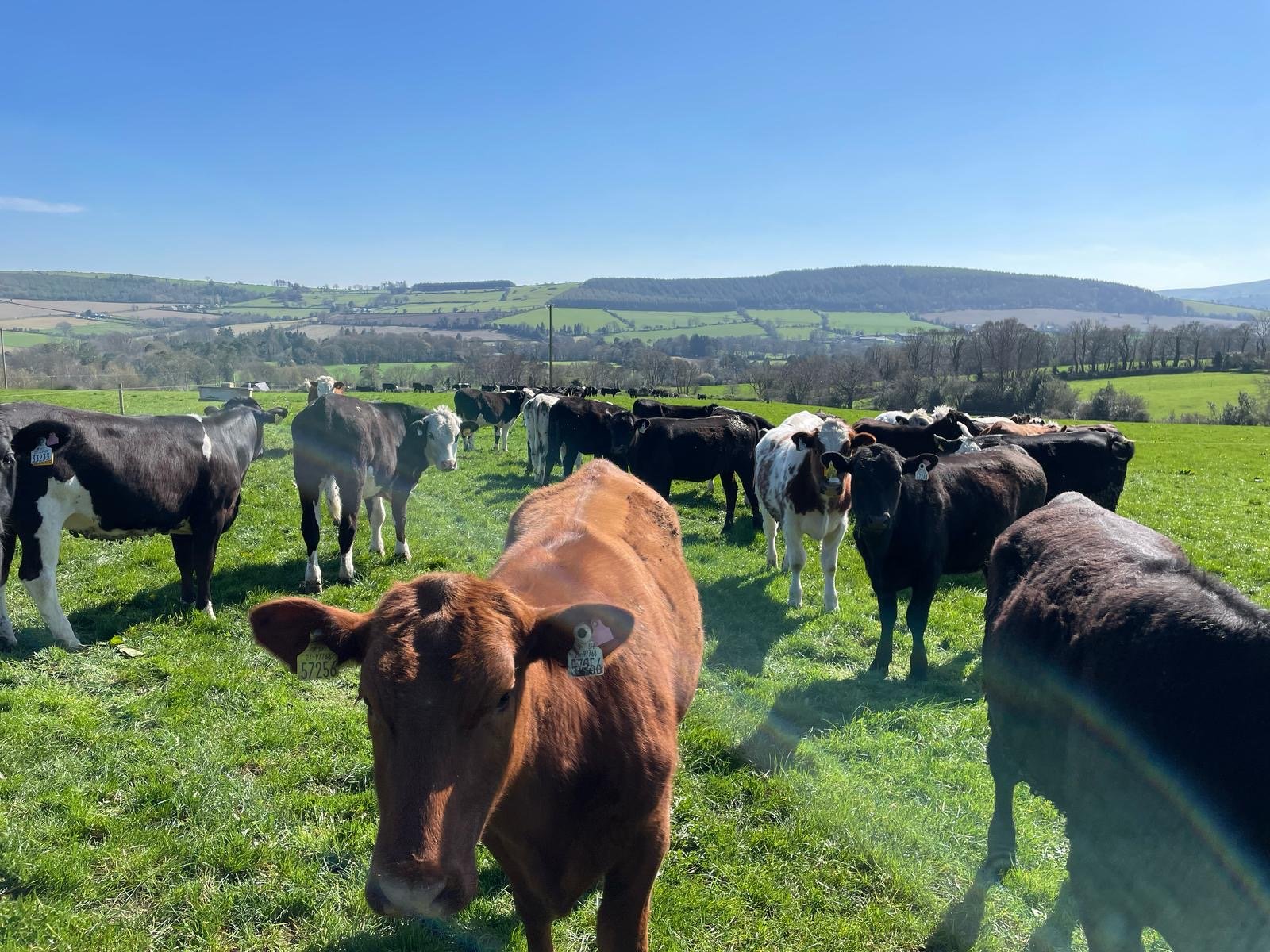 The average turnout date for yearling cattle going to grass this year is 20 days ahead of last year