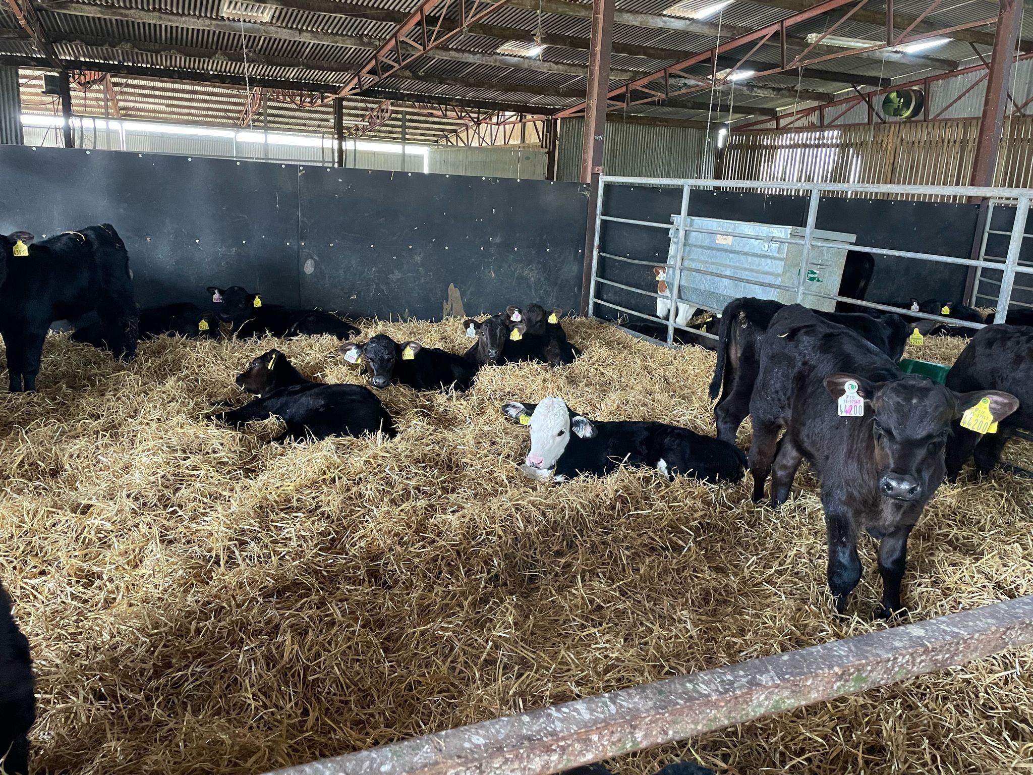 Calves are weaned off milk when they are eating sufficient quantities of hard feed to allow for a gradual transition