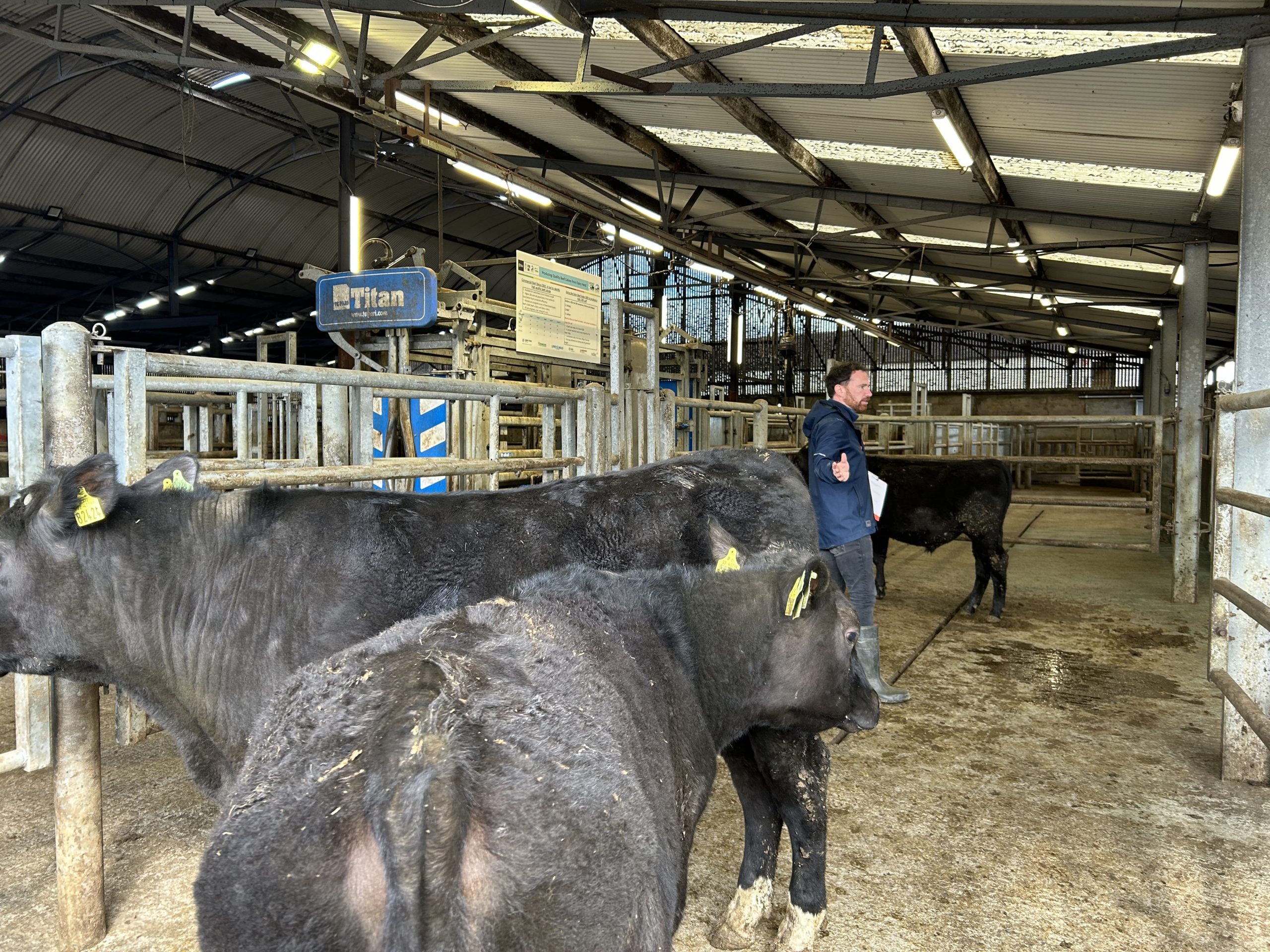 Fergal Maguire showing the difference between high and low CBV Angus yearlings, all of which looked the same at three weeks of age