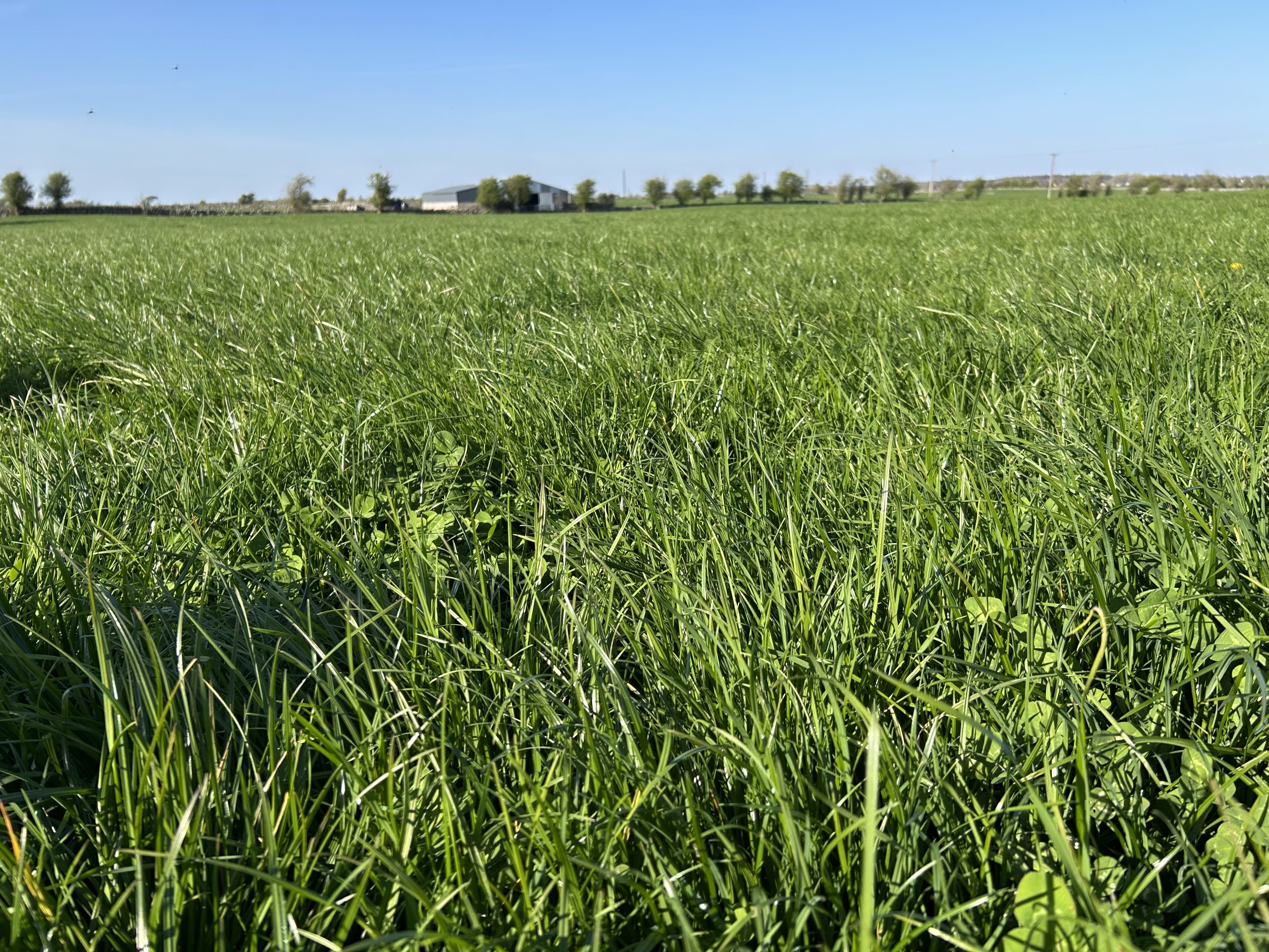 Grass clover sward
