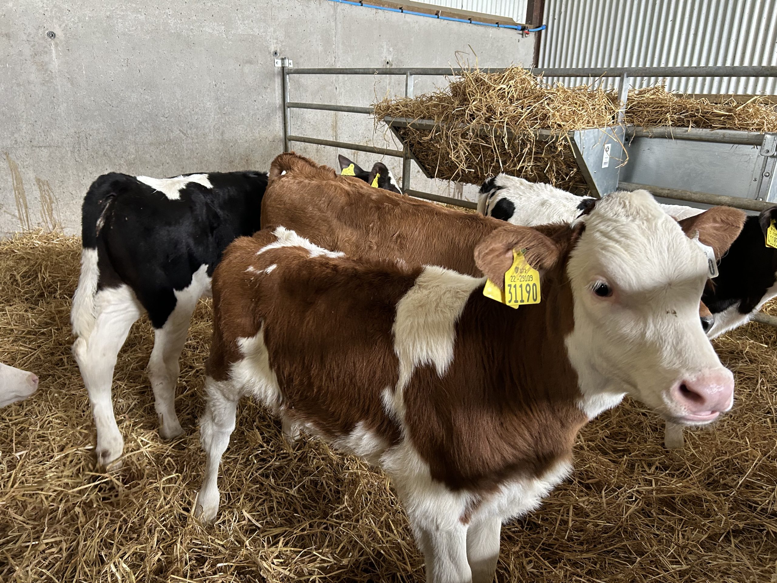 A few of the 2025 heifer calves born on the farm