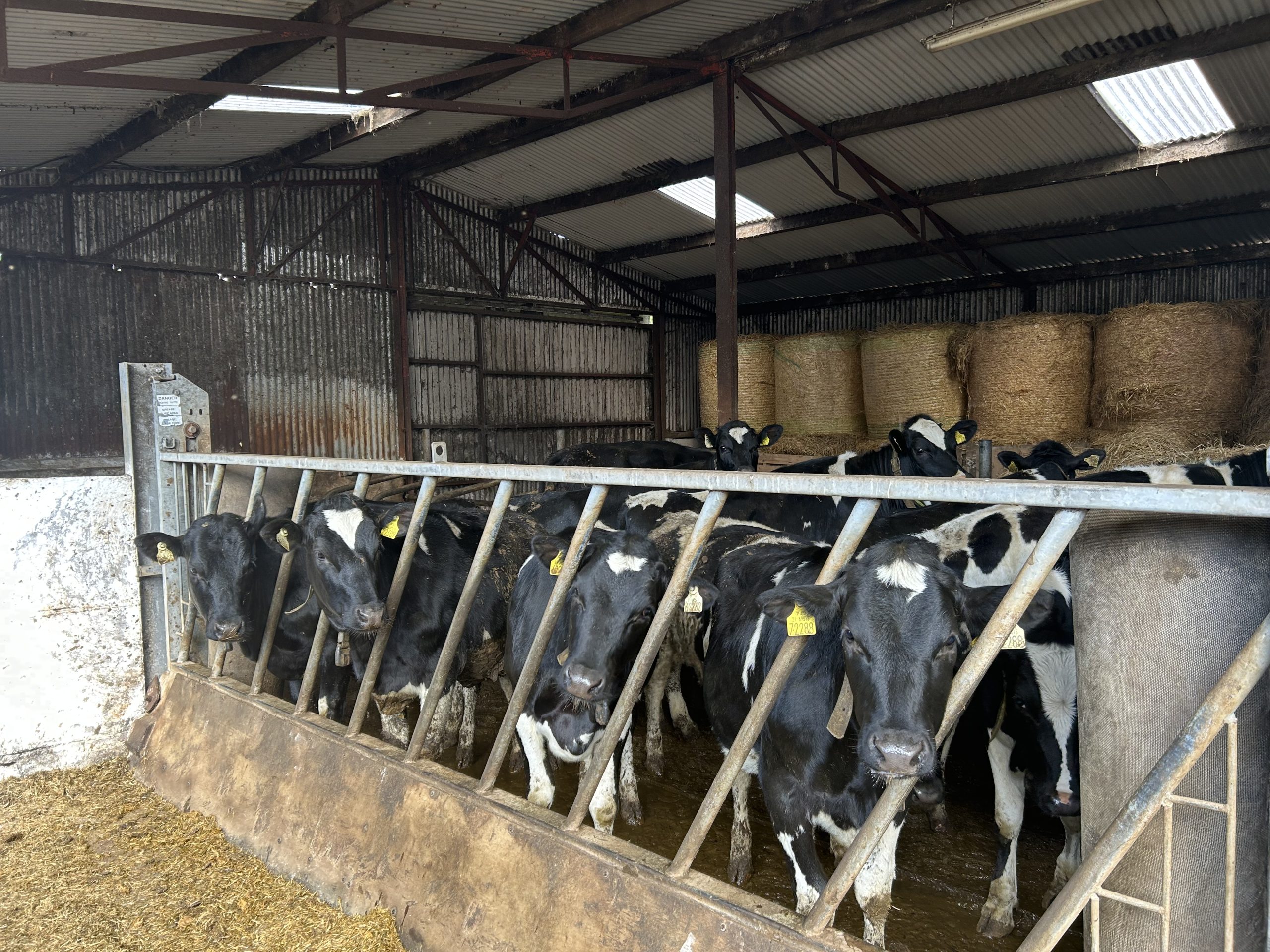 The Kennys replacement heifers