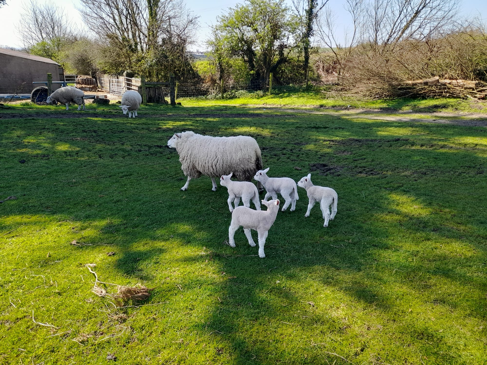 The ewe and her lambs. Image source: John Kiernan
