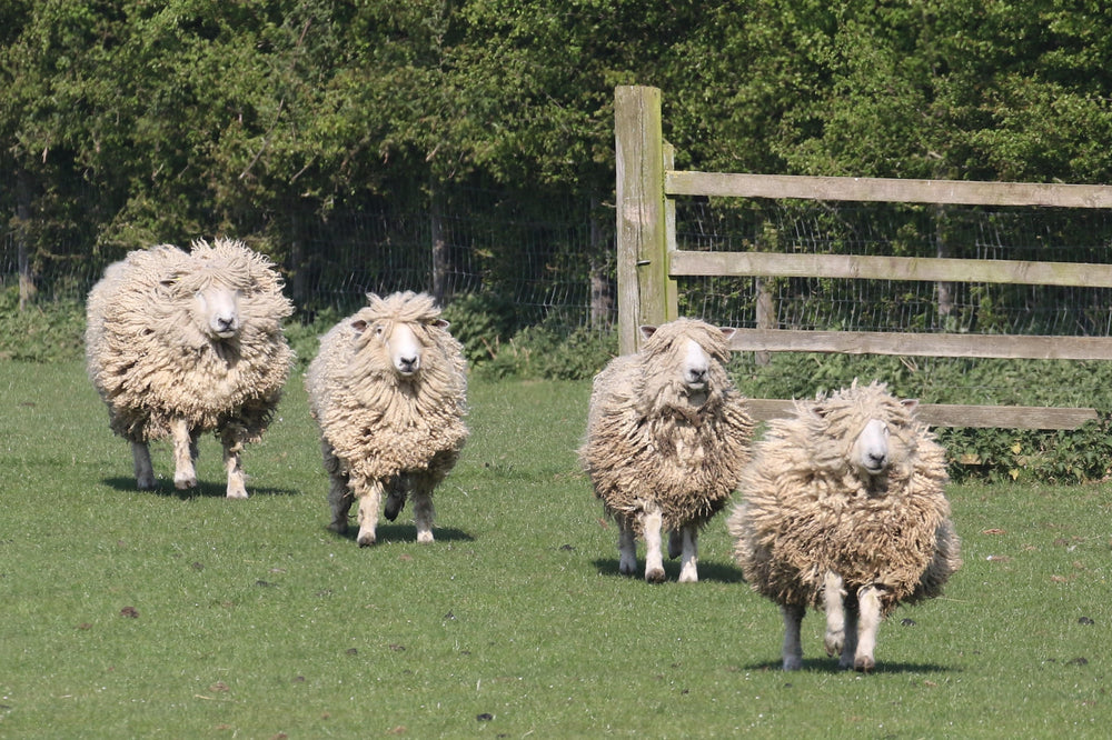 Leicester Longwool. Source:&nbsp;UK Leicester Longwool Sheep Breeders Association