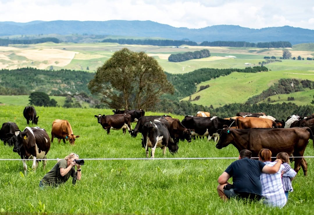 Source: CRV New Zealand