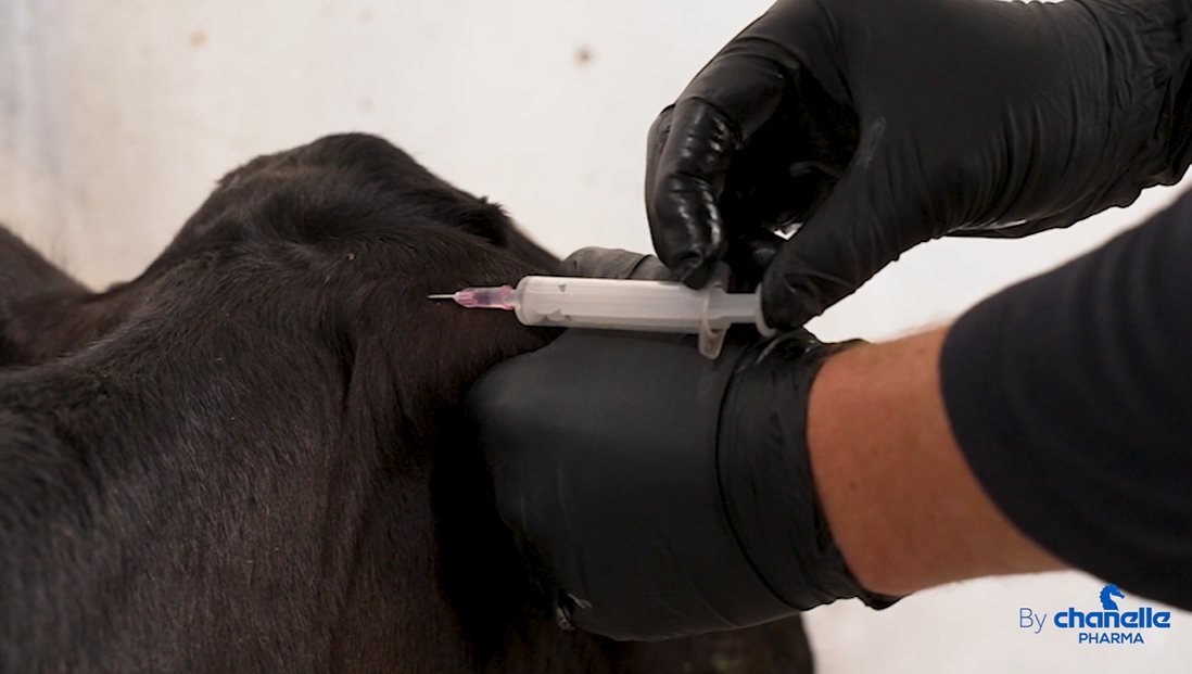 The point of injection under the loose skin behind the ear