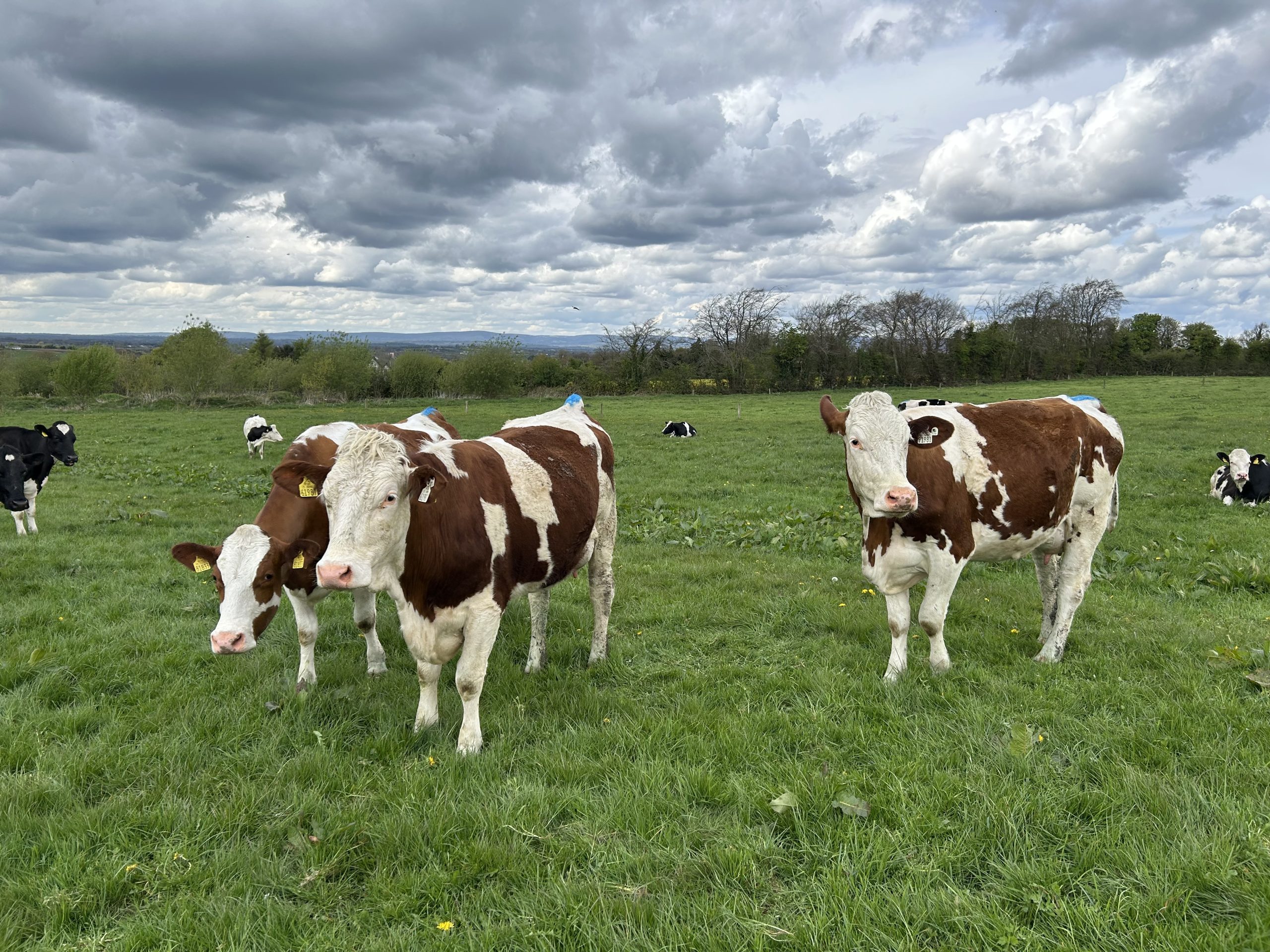 The Montbeliarde cows are tail painted as Eoghan has stared breeding and wants to breed off the Montbeliardes in the herd