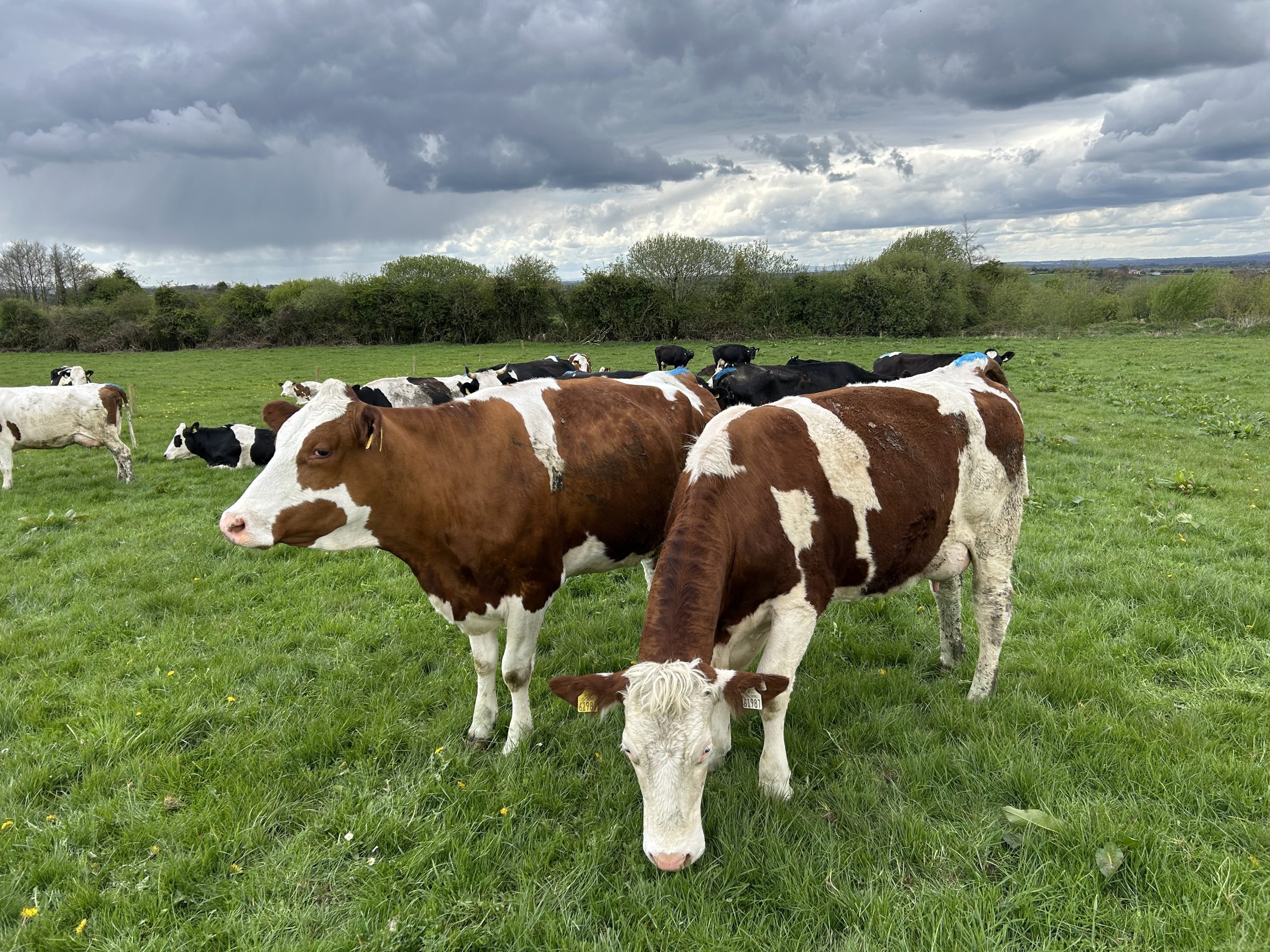 A few of the Montbeliarde cows grazing