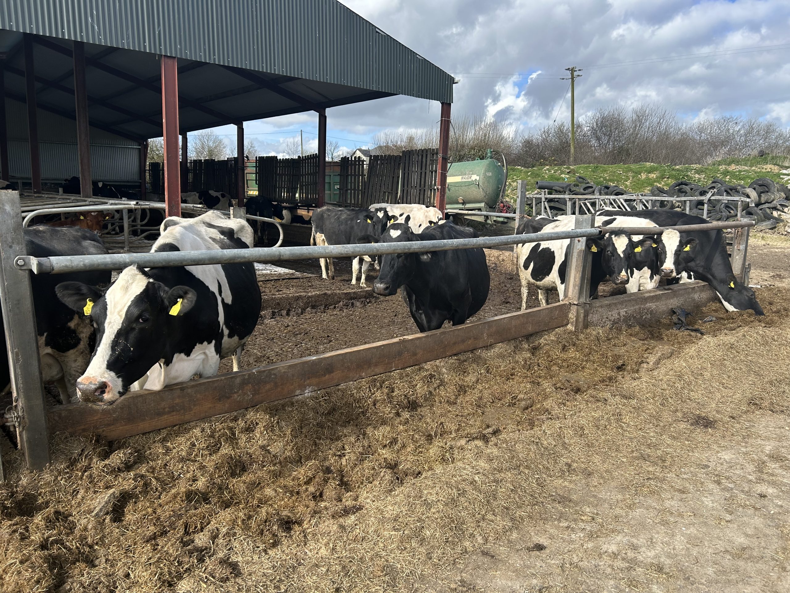 A few of the late calvers from the O'Connell herd