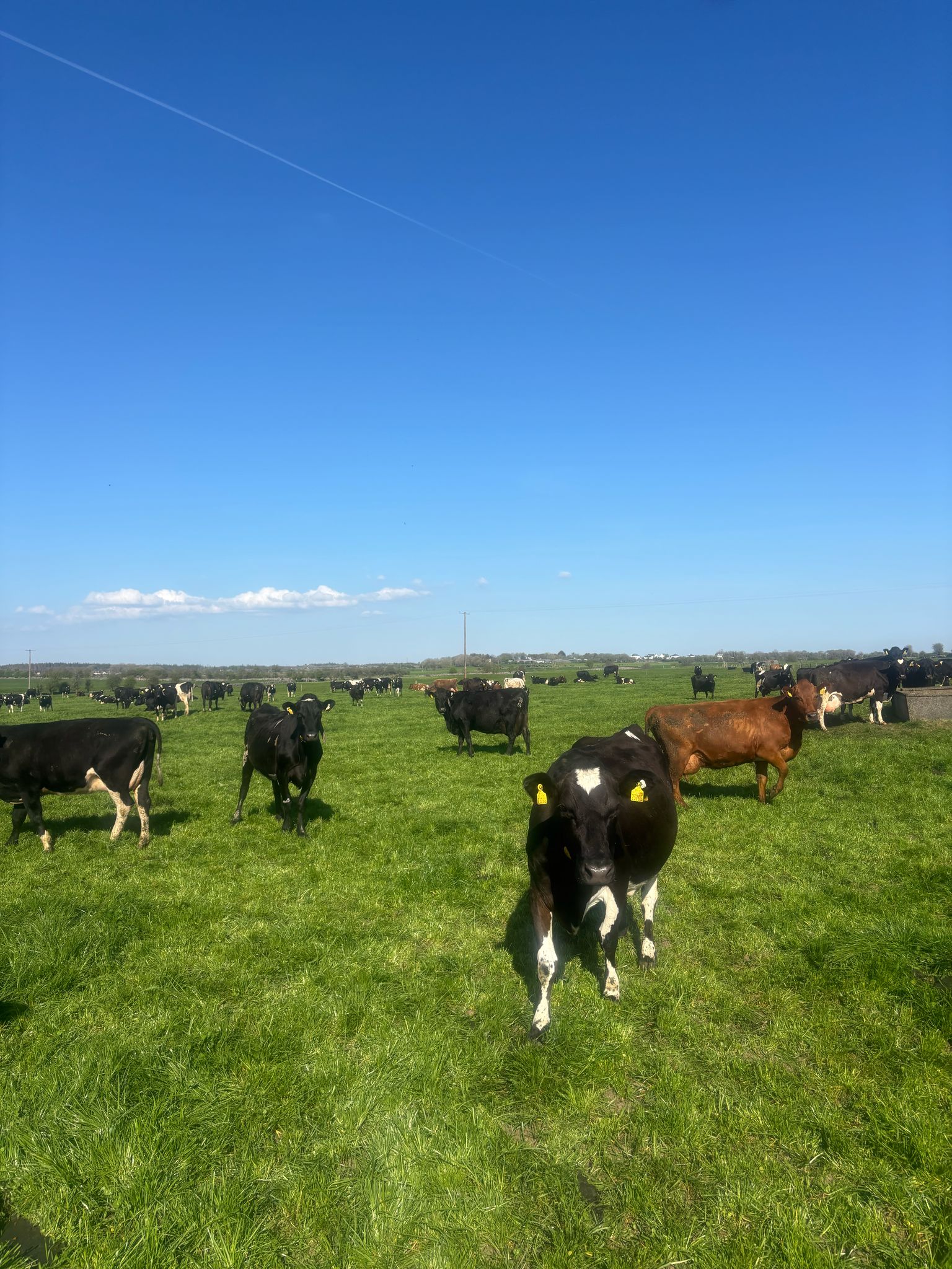 The cows out at grass after evening milking