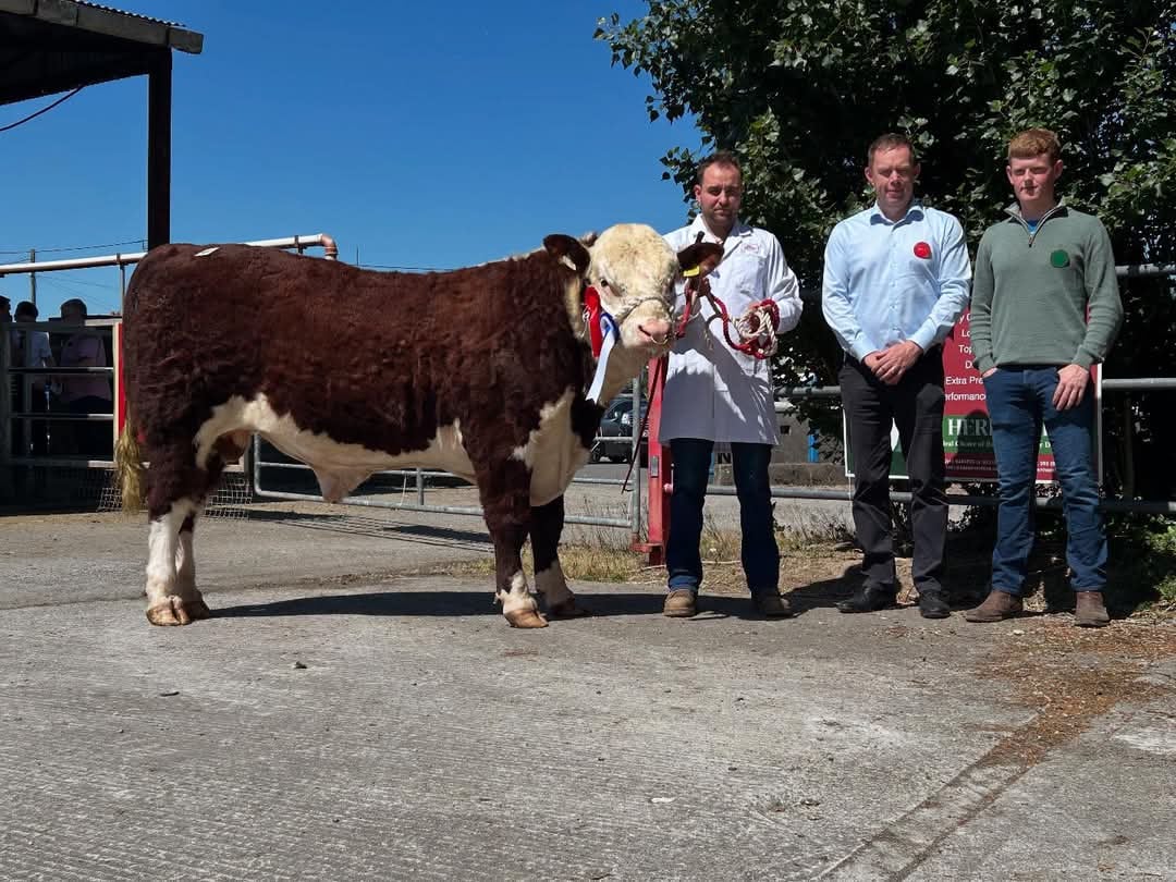 Reserve Champion: Springvilla Milo 1186 HH