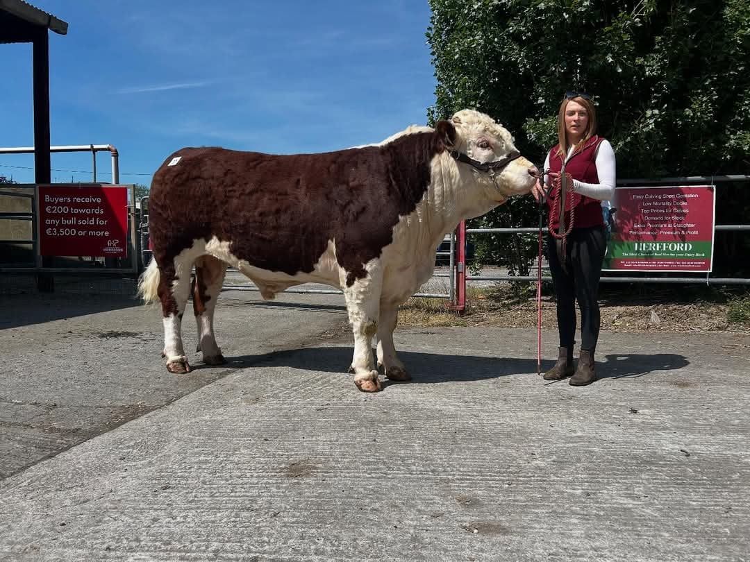 Rathnollag Dancer 73 HH with breeder Siobhan Conry