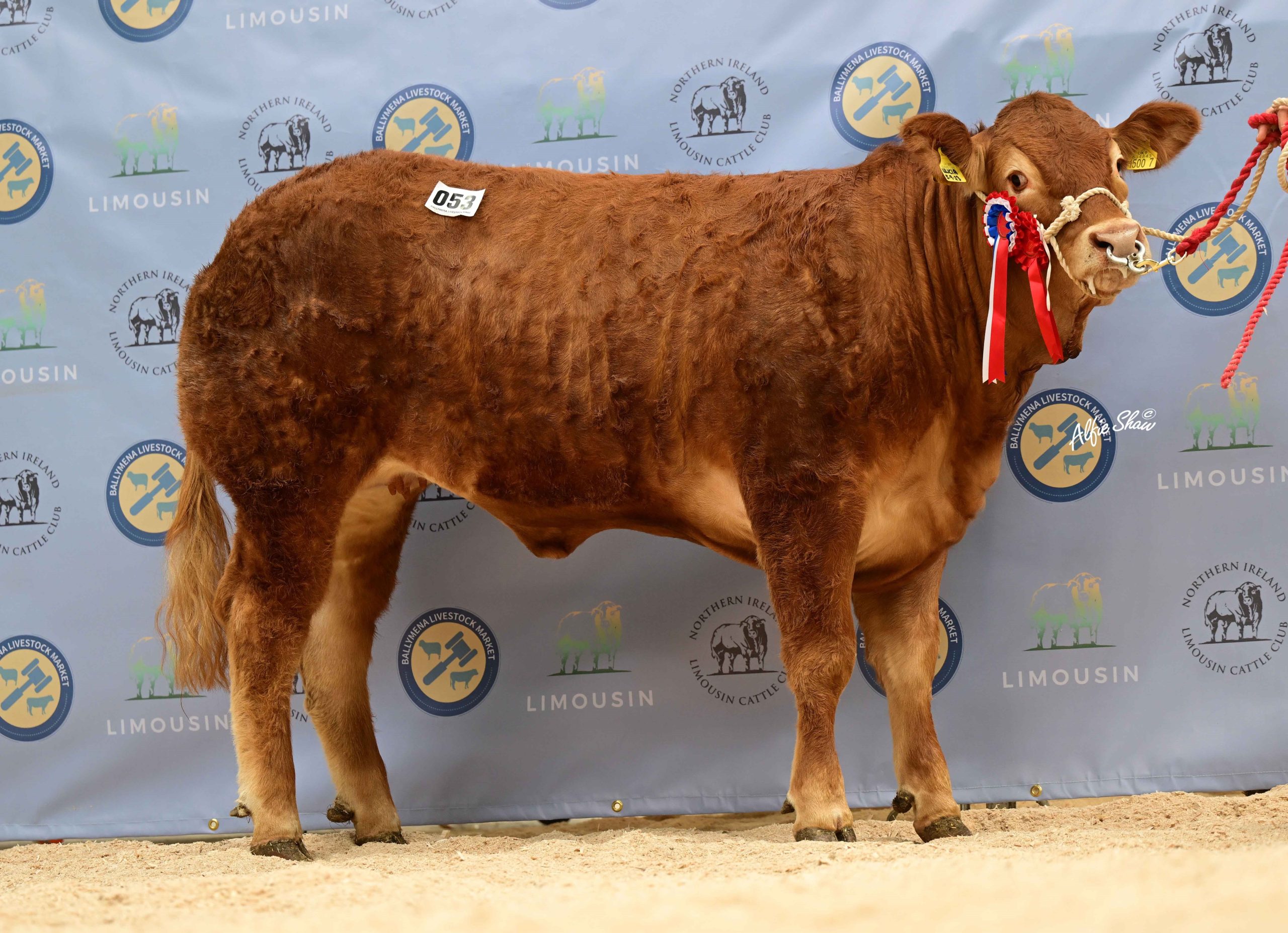 Female champion Rahoney Ulicia sold at 4,400gns for Howard McFarland from Trillick. Source: Agri-Images