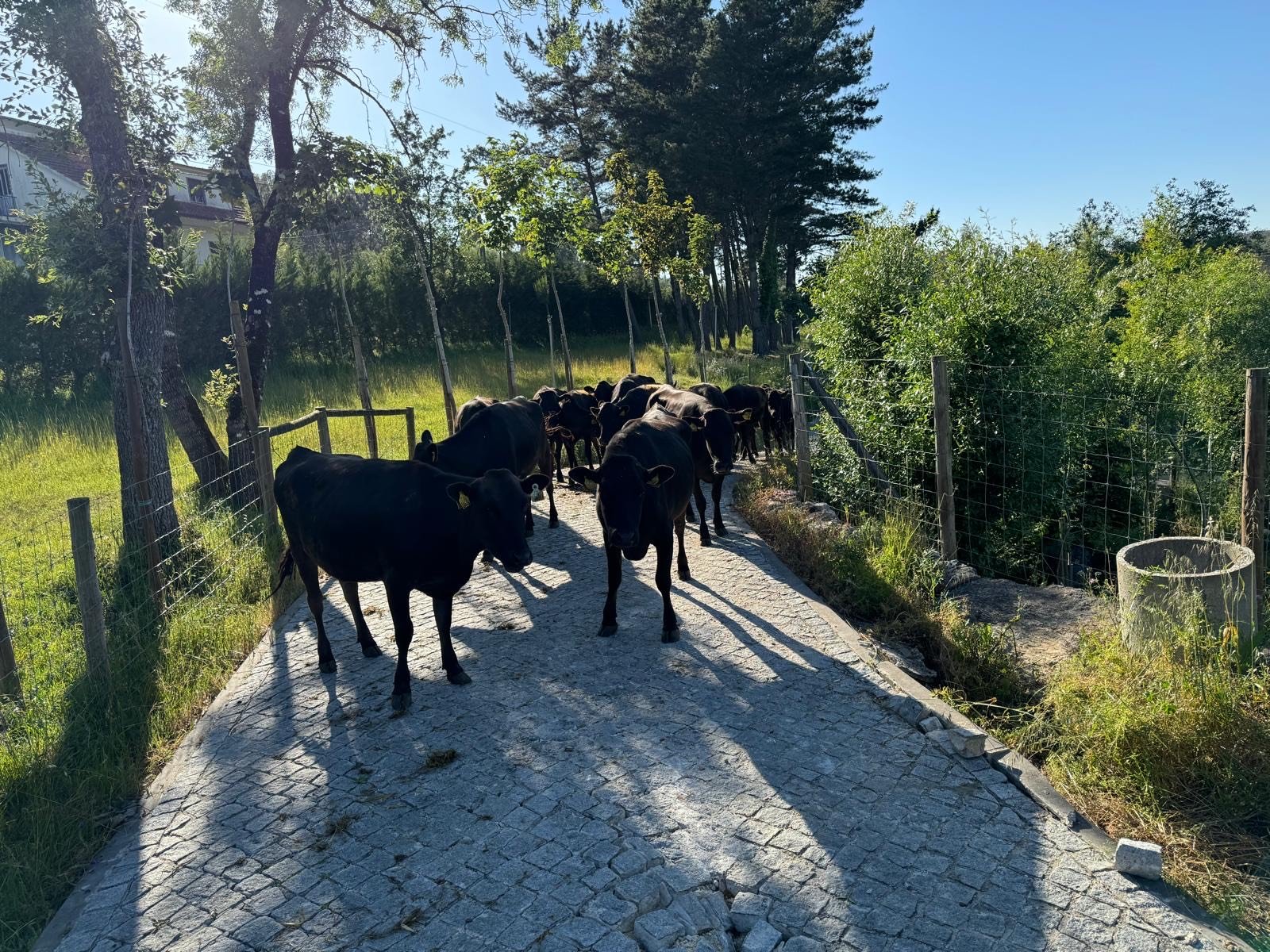 The cattle arriving at their new home in Pombal, Portugal