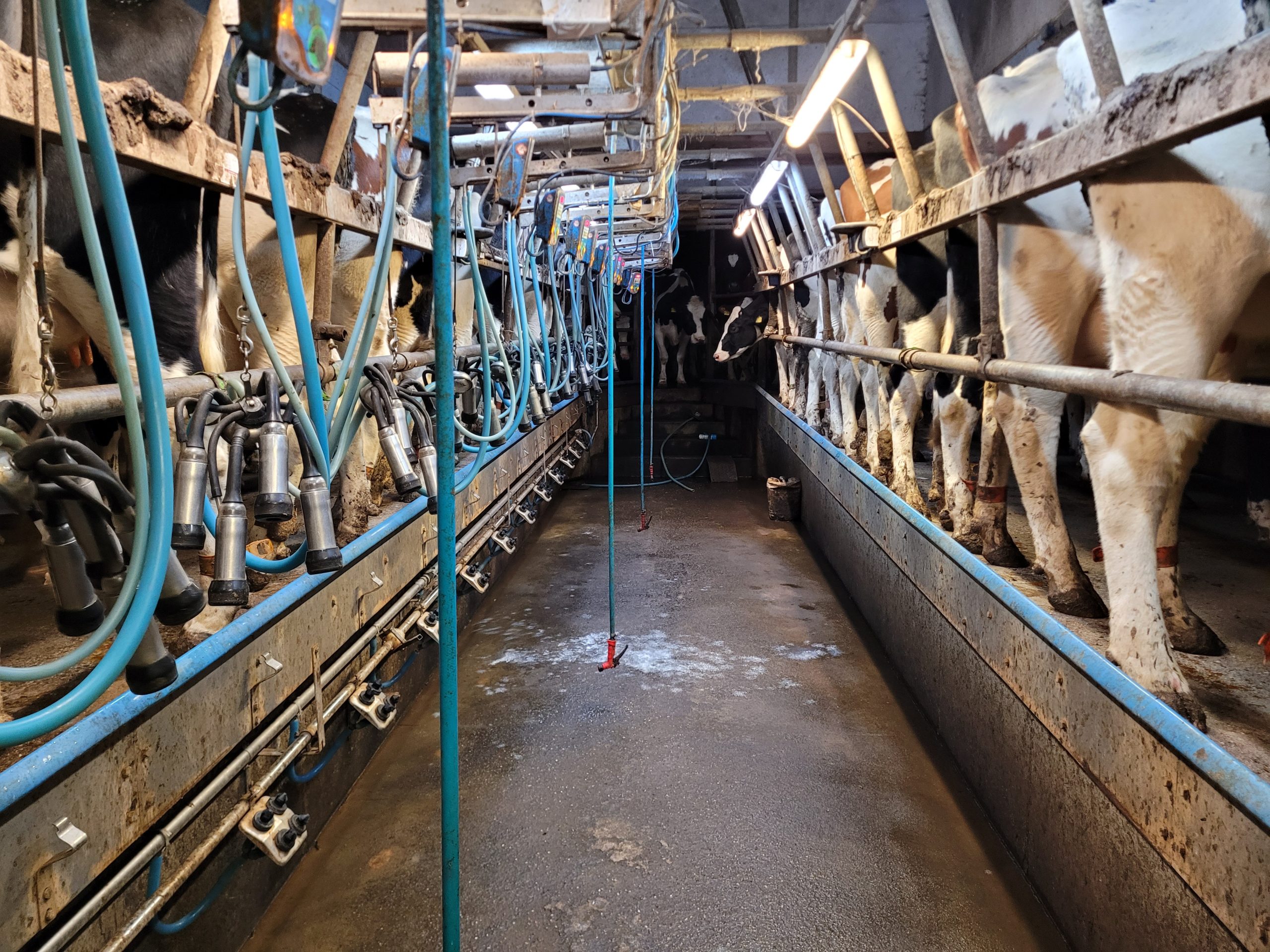 A 16-point swing over herringbone parlour from Lemmer Fullwood is used to milk the cows