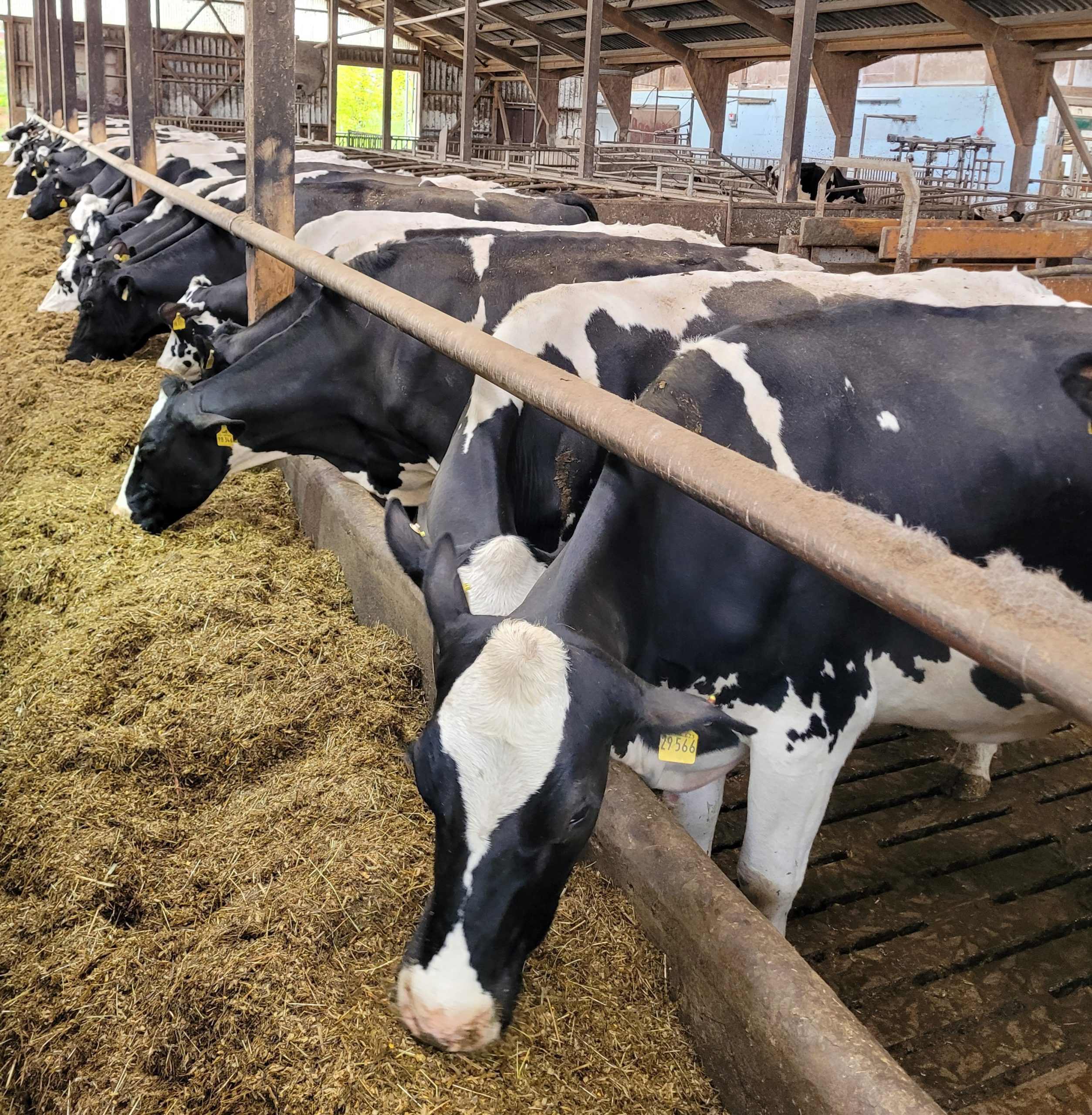 Cows are fed a TMR in the winter time topped up with concentrates in the parlour