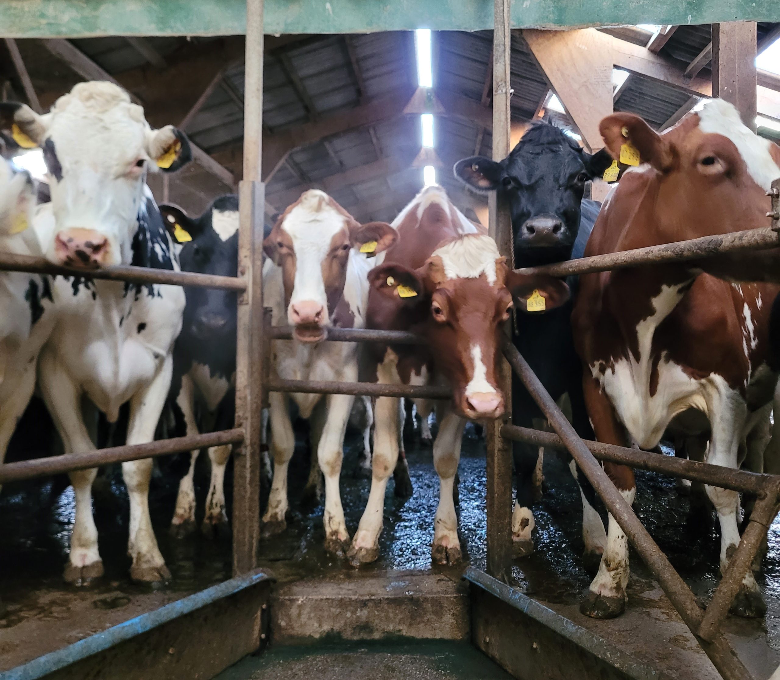 The cows are Holstein Friesian, bred for longevity rather than high milk production