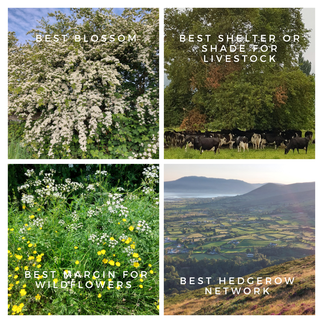 The festival includes a photography competition