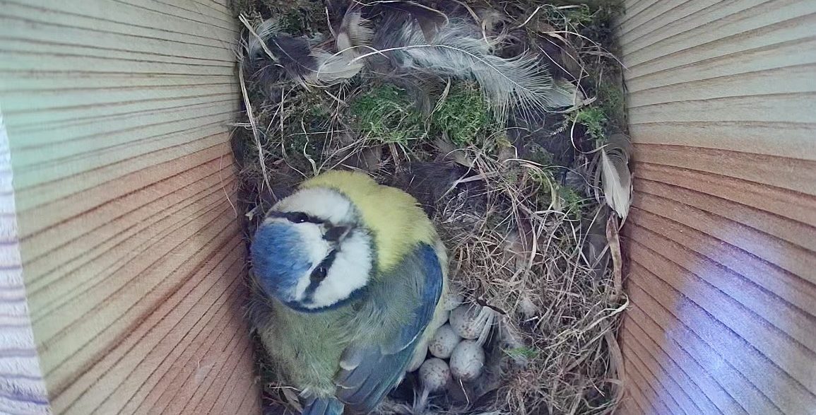 One of the beautiful blue tits at the Organic Centre looks towards the camera while nurturing her eggs.