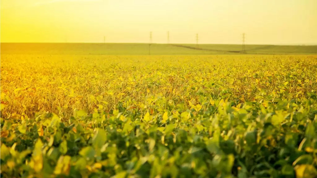Soybean has become a major part of Brazil's agricultural output. Image: Proterra