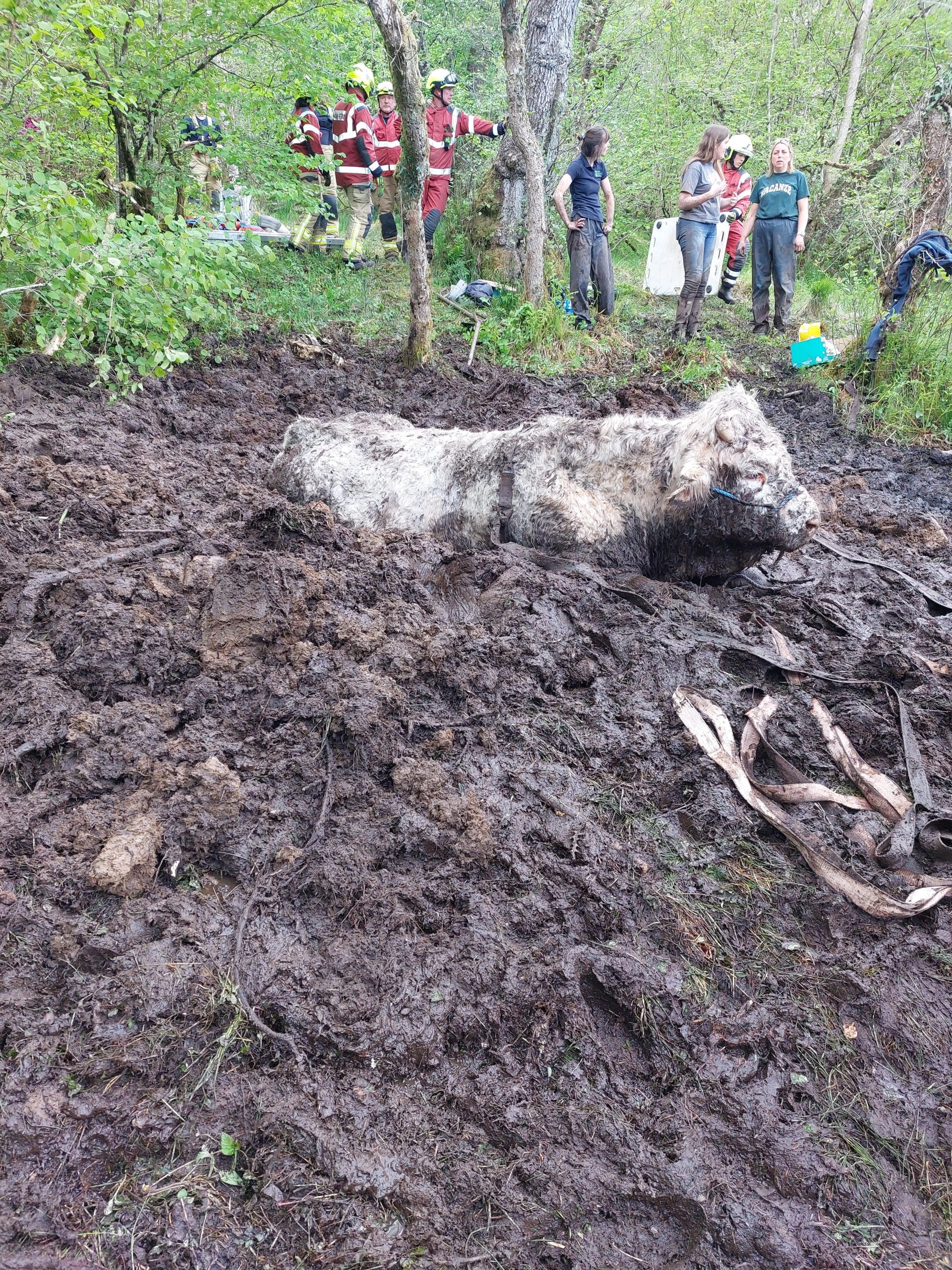 Bruce the bull stuck up to his chest. Image: Mid and West Wales Fire and Rescue Service