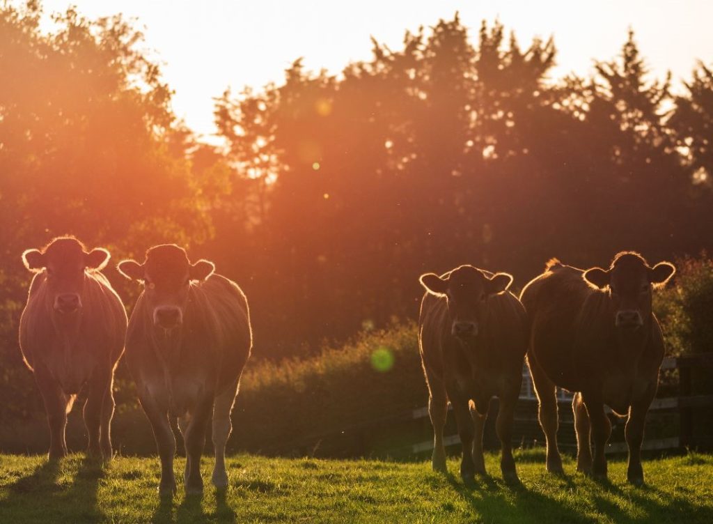 Image: Coolmore Stud Facebook