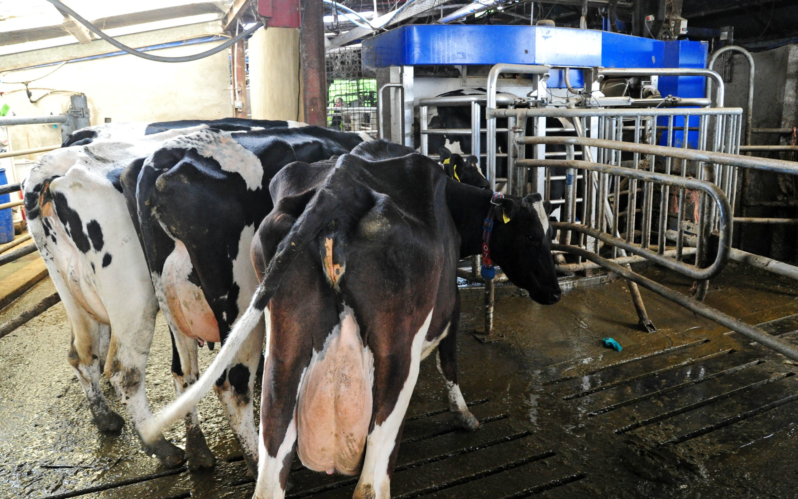Kerry Agribusiness collects over 1 million tonnes of milk per year
