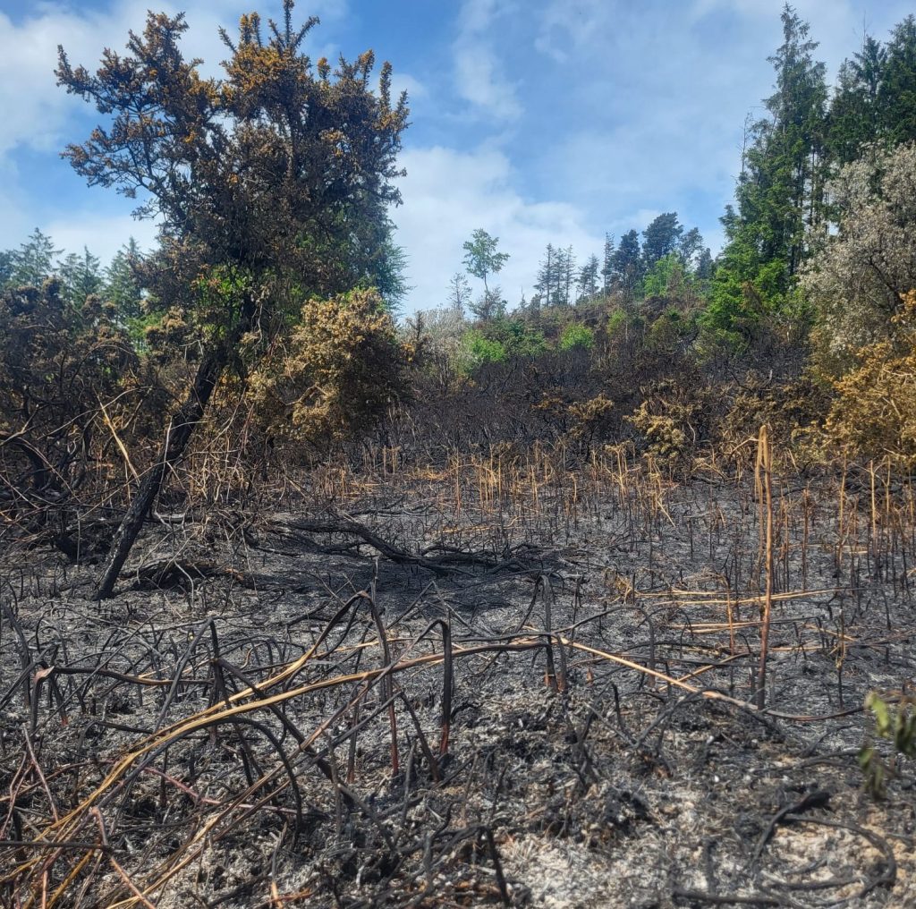 Fire damage at Tara Hill, Gorey. Image source: Neighbouring farmer, Padraig Doyle, chair Wexford ICMSA