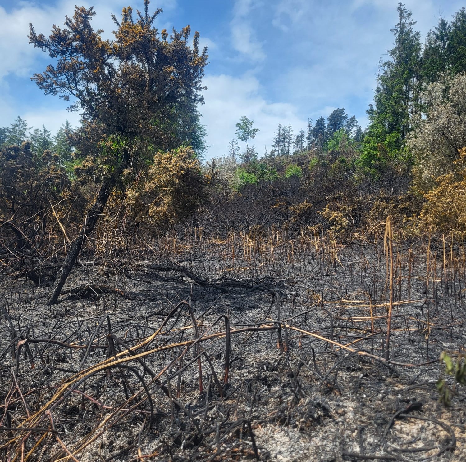 Fire damage at Tara Hill, Gorey. Image source: Neighbouring farmer, Padraig Doyle, chair Wexford ICMSA
