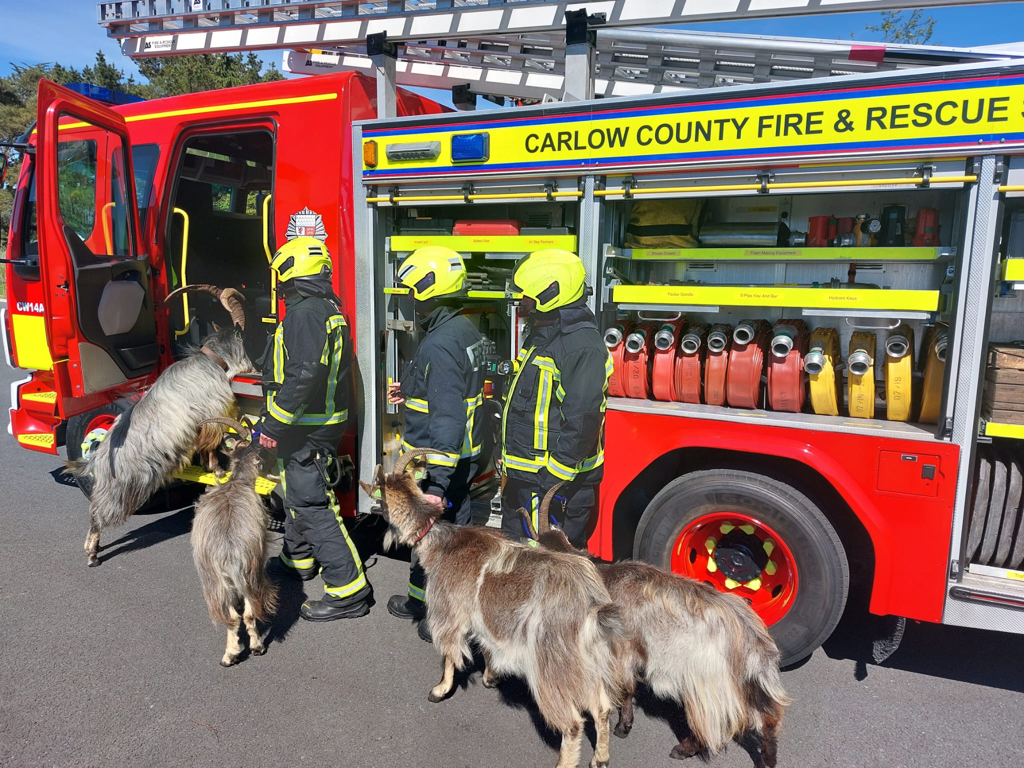 The Old Irish Goats hitching a lift on the fire brigade