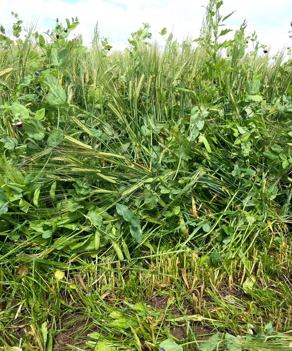 A wholecrop (pea and barley) being grown on Pat Aherne's farm.