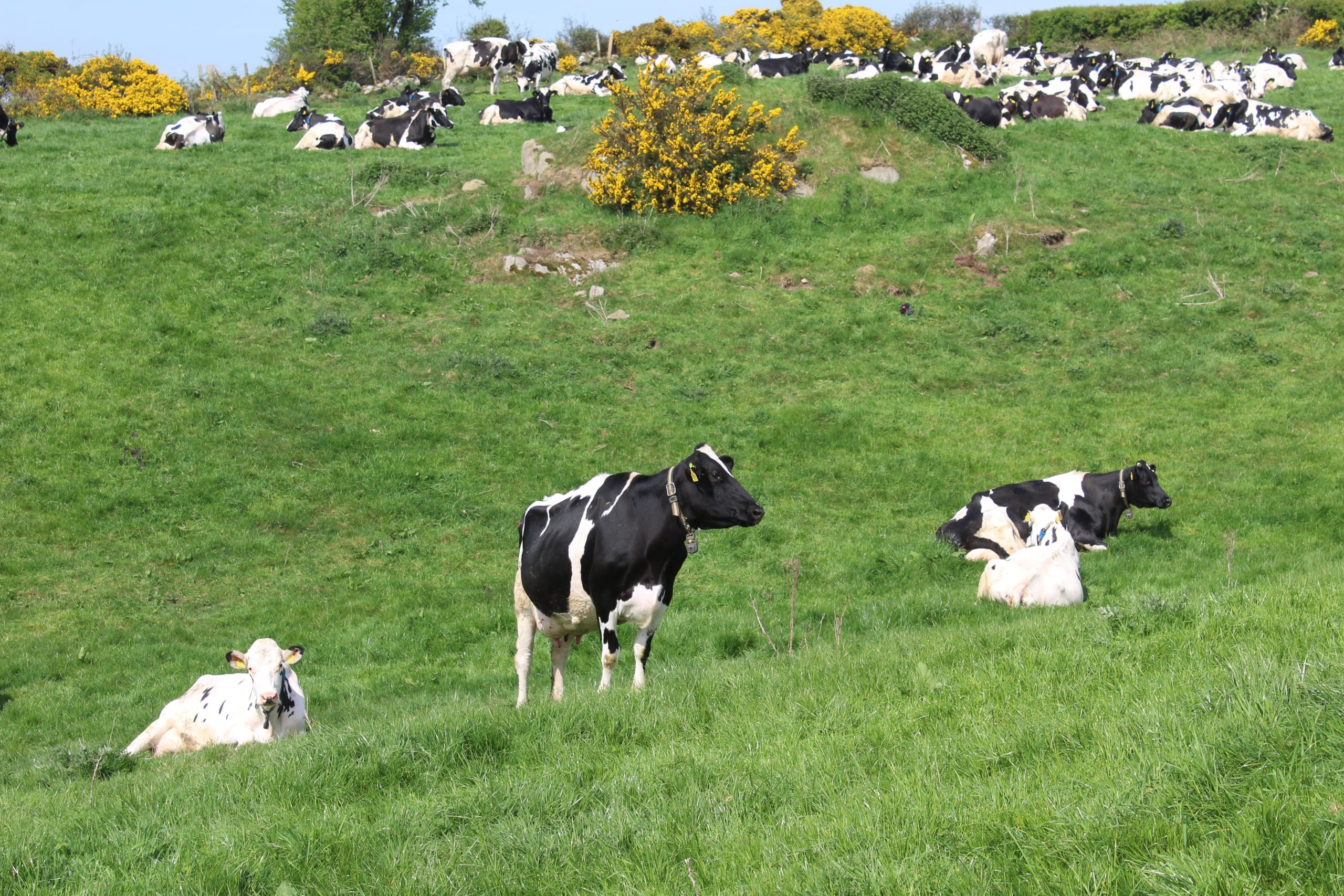 Cows out at grass on the Co. Down farm of Philip Trusedale