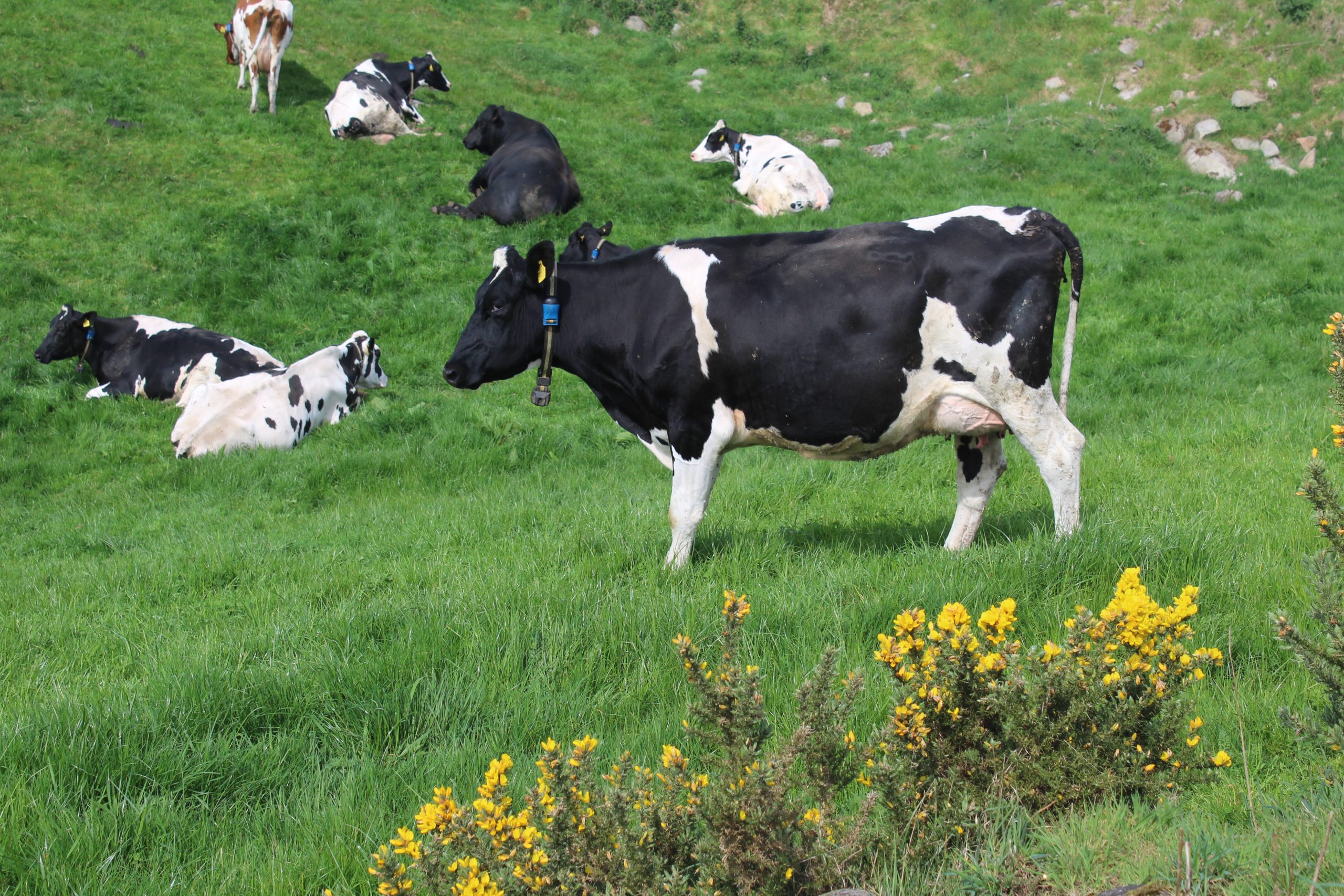 Grazing dairy cows at 600 feet above sea level in Co. Down